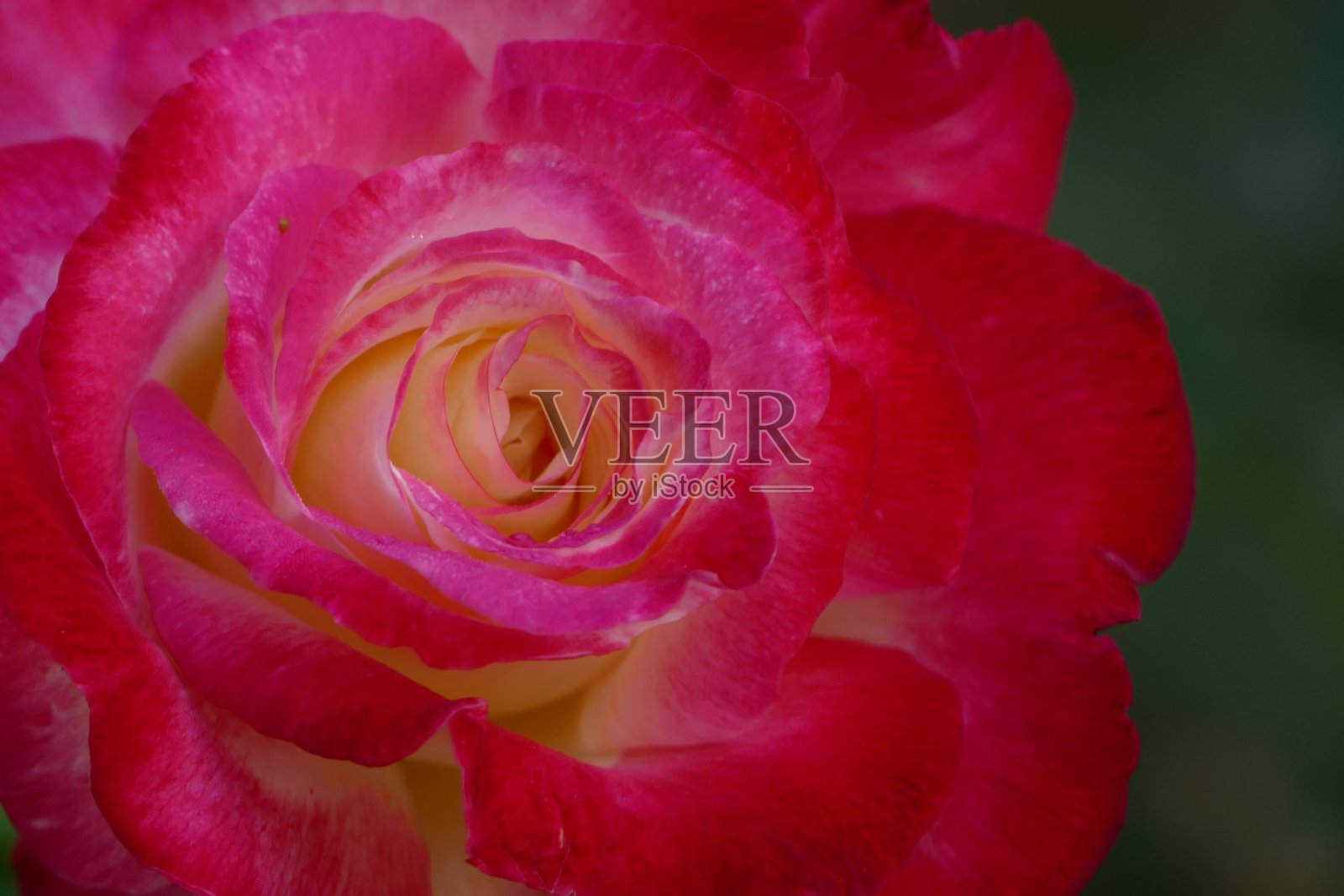 玫瑰照片摄影图片