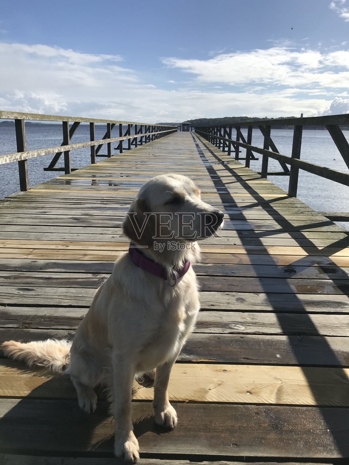 码头上的狗照片摄影图片