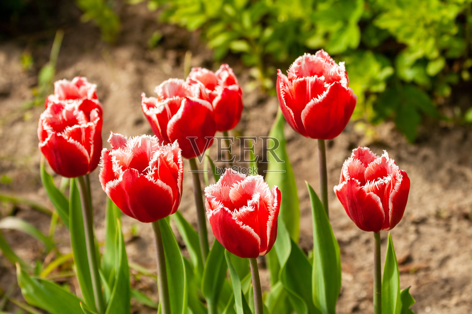 红色的郁金香照片摄影图片