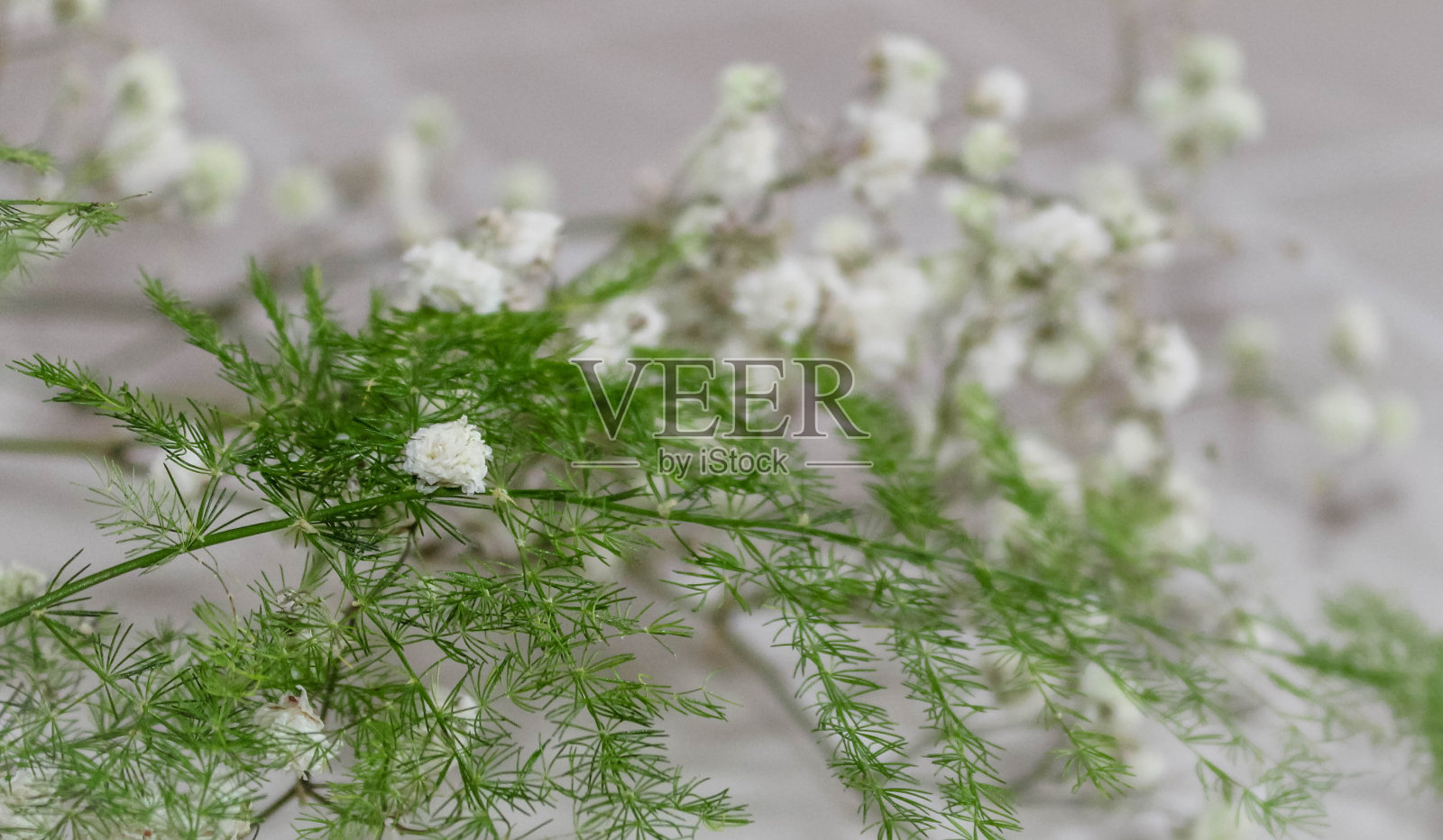 娇小玲珑的白花和绿色植物的枝干在白色的背景上，特写照片摄影图片