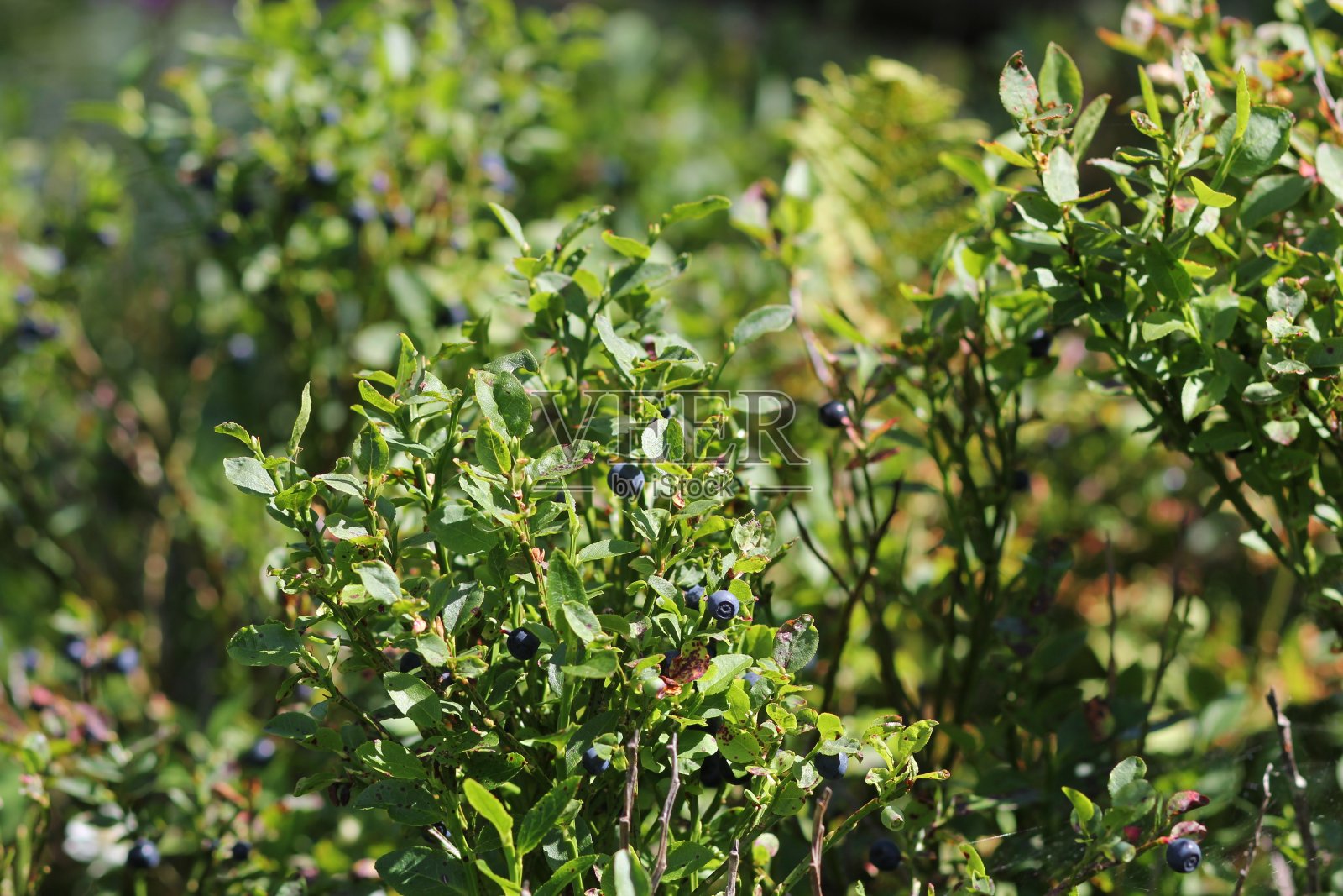 野蓝莓的丛林地图-孚日高地照片摄影图片