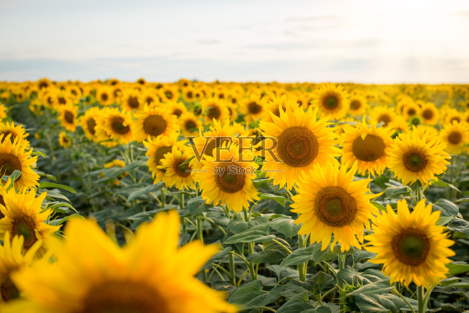 向日葵关闭。在夕阳的映衬下，美丽的向日葵在乡间成排地生长。照片摄影图片