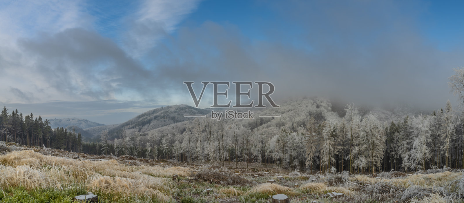 冬季，在东摩拉维亚的霍斯廷山附近，树木被砍倒照片摄影图片