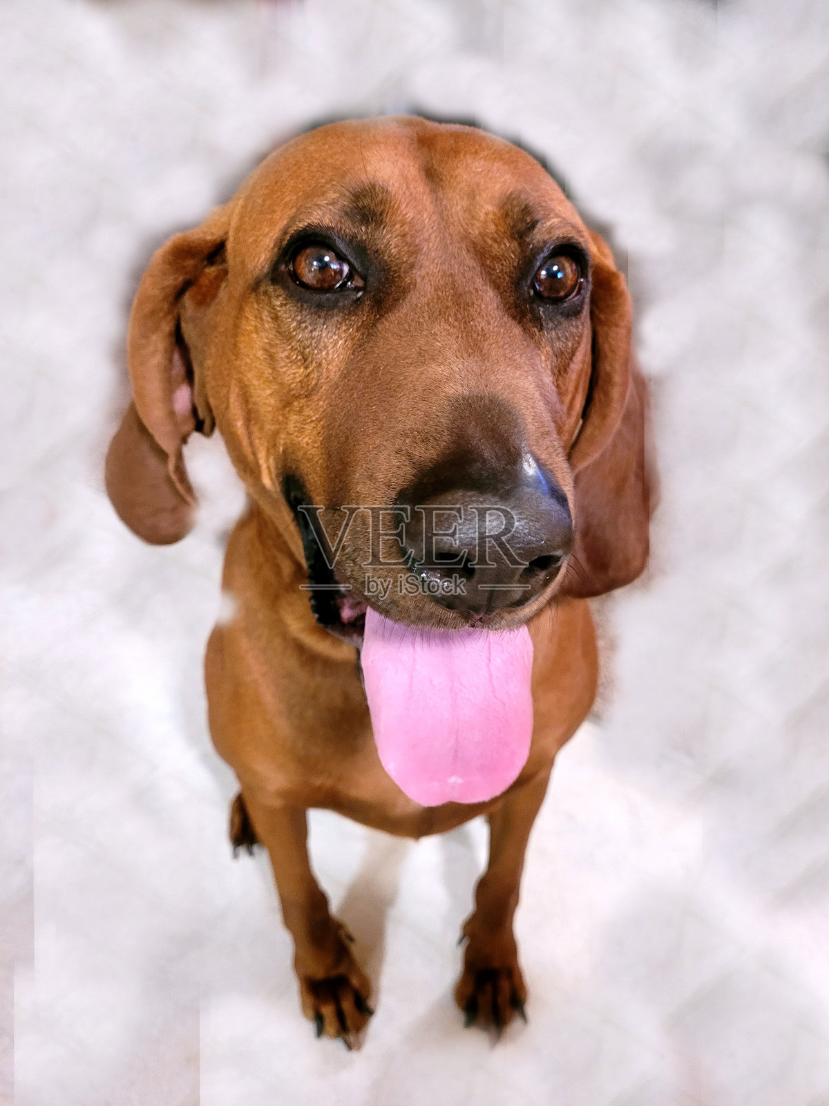 你好猎犬照片摄影图片