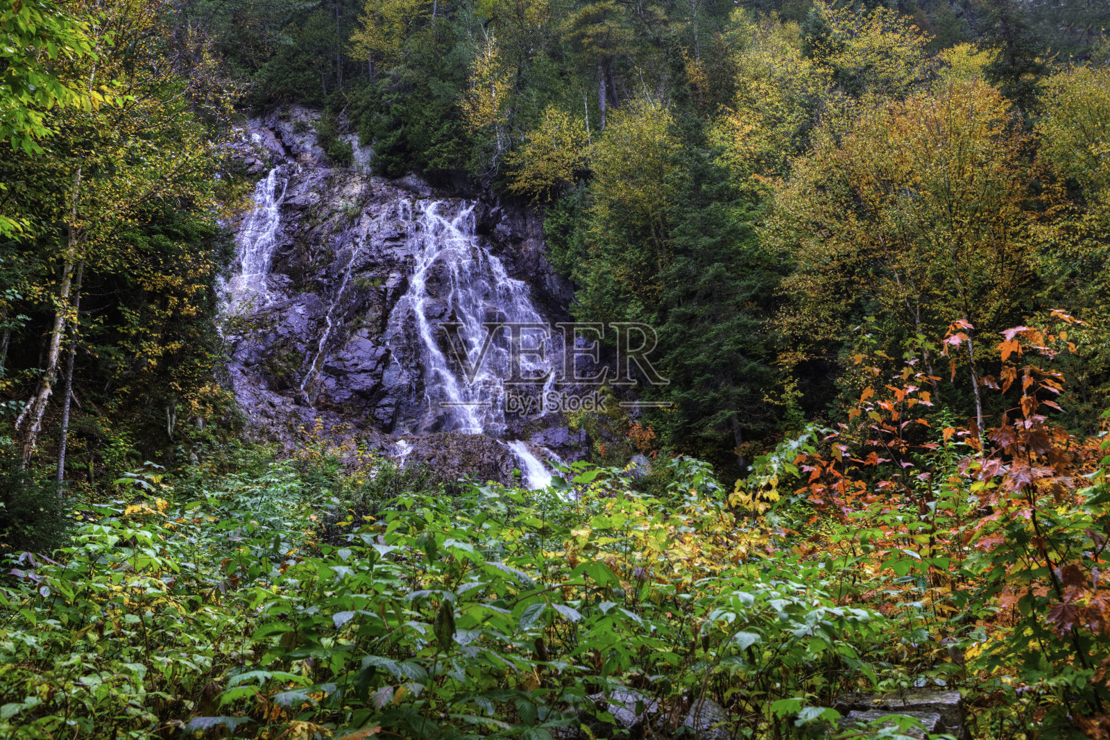 黑海狸落在加拿大安大略省南部照片摄影图片
