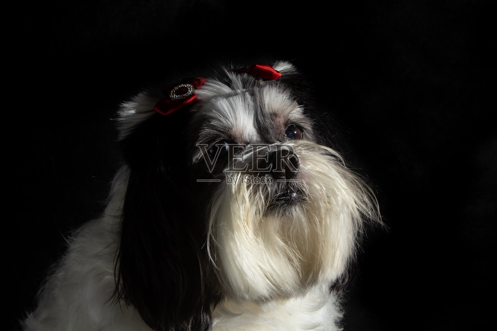 拉萨阿普索黑白相间照片摄影图片