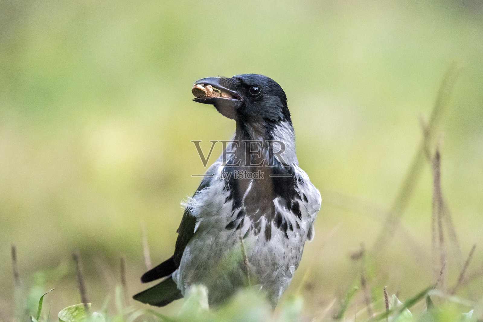 雾乌鸦在欧洲罗马尼亚喀尔巴阡采集食物照片摄影图片