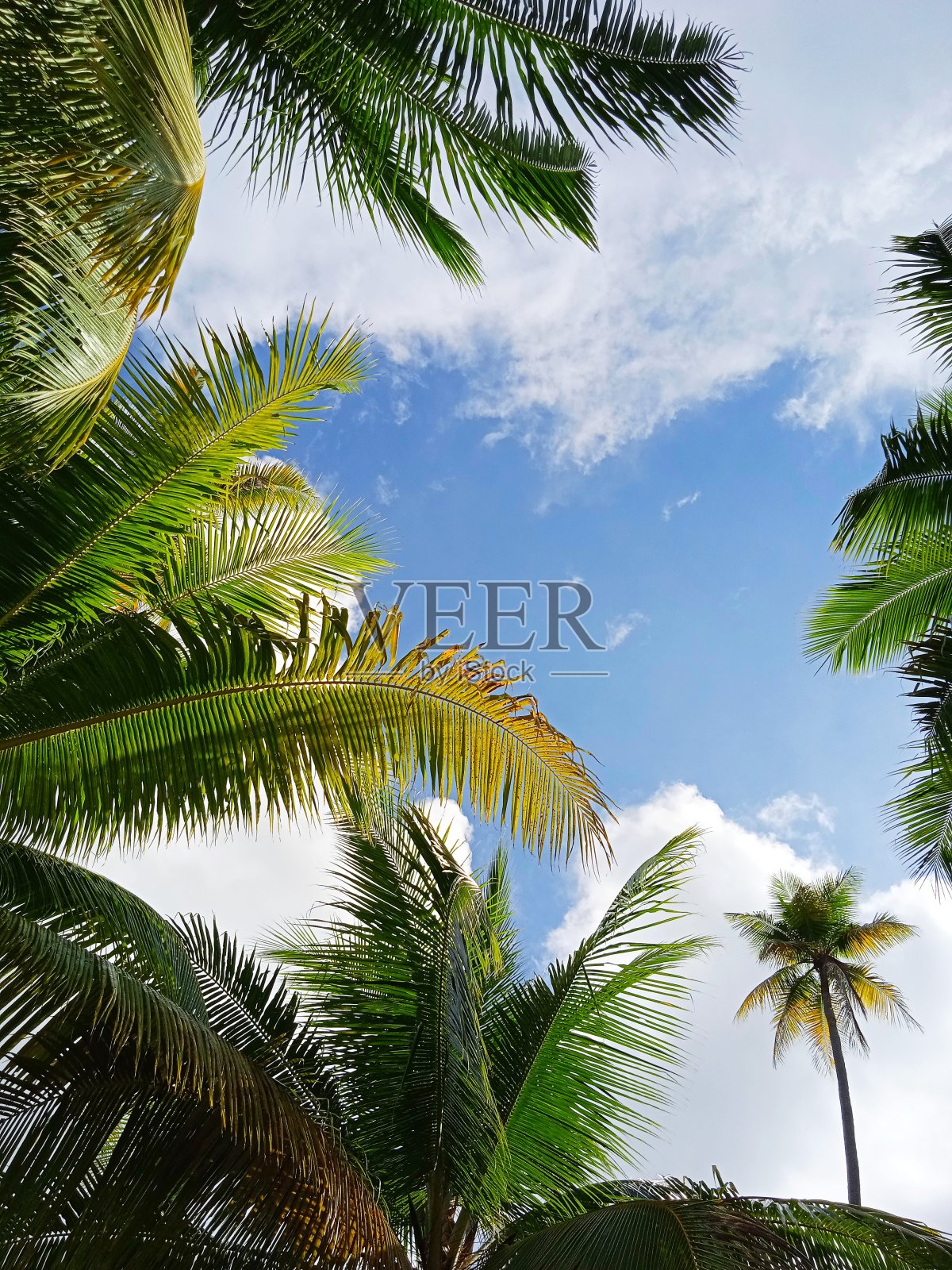 椰叶和微微多云的蓝天照片摄影图片