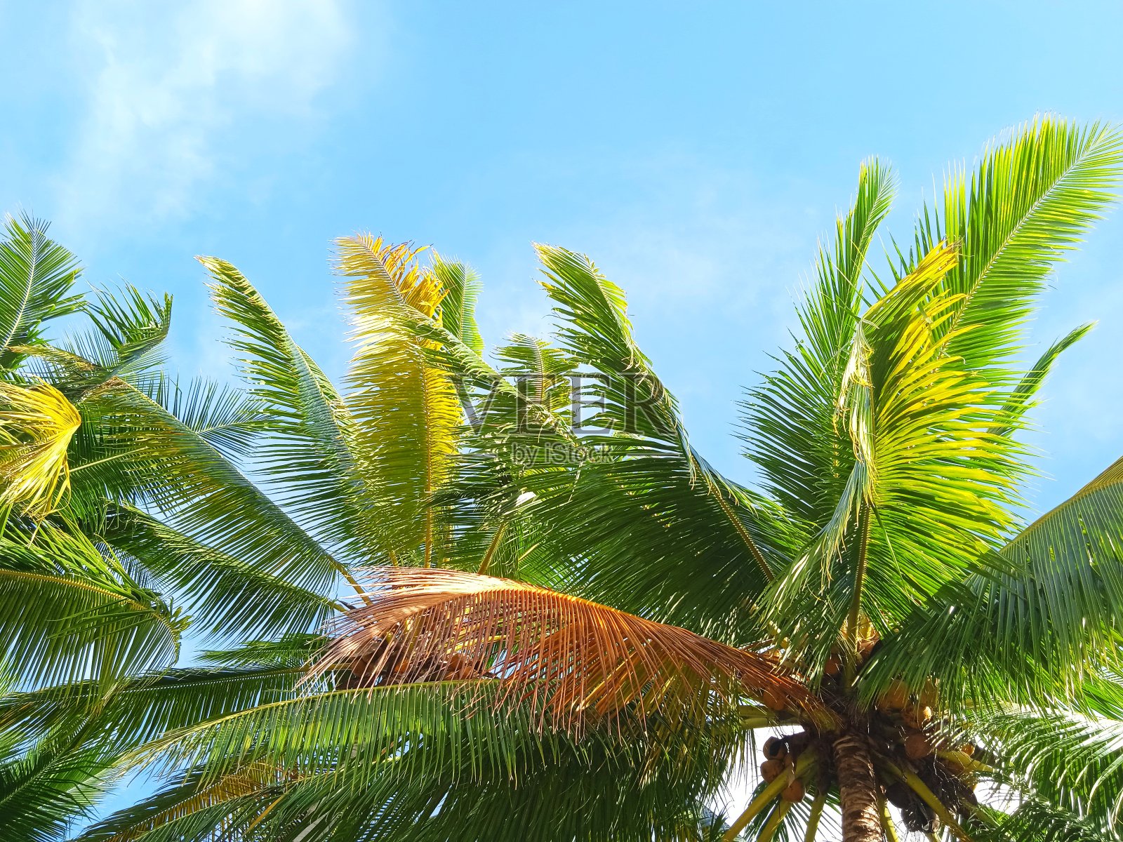 椰叶和微微多云的蓝天照片摄影图片