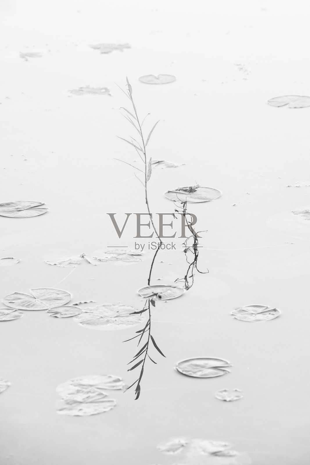 湖中的草和睡莲叶照片摄影图片