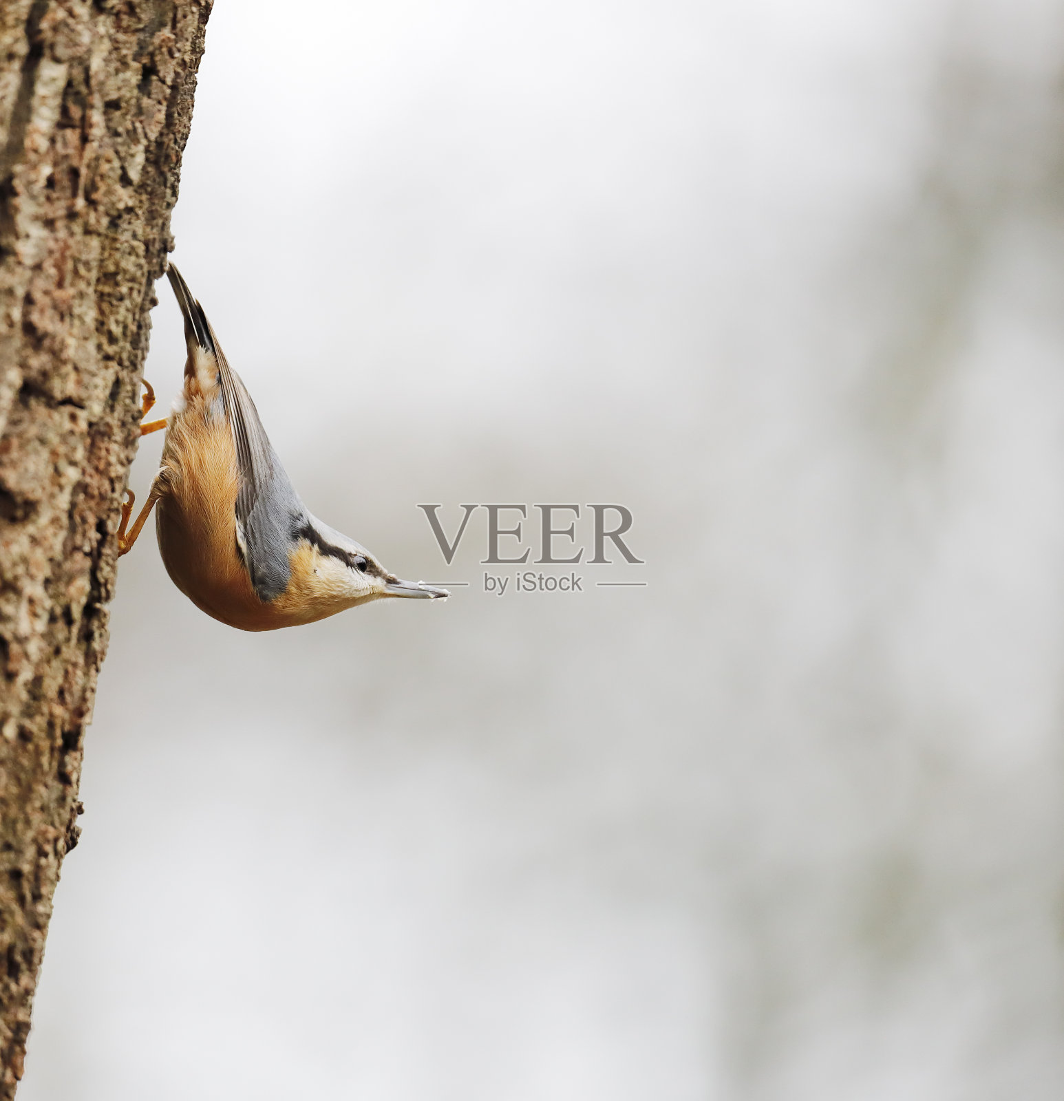 欧亚䳭照片摄影图片