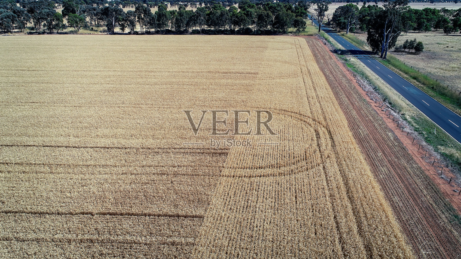 维多利亚中部的麦田照片摄影图片