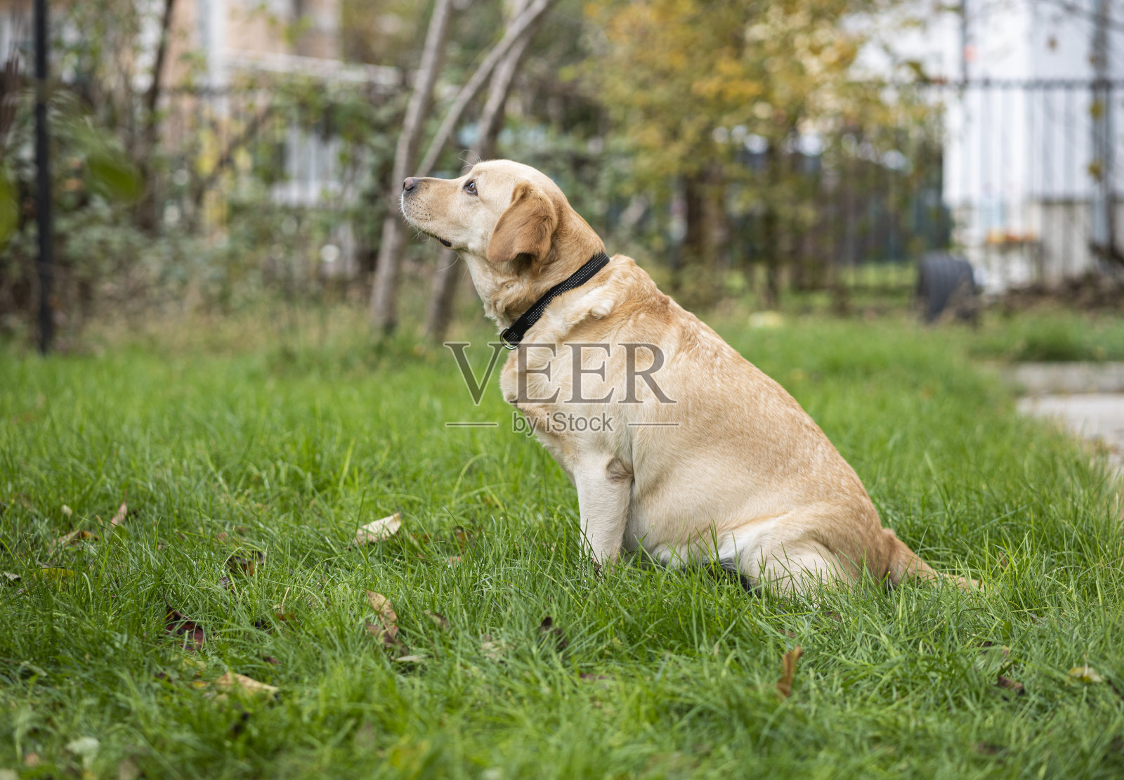 怀孕的狗户外照片摄影图片