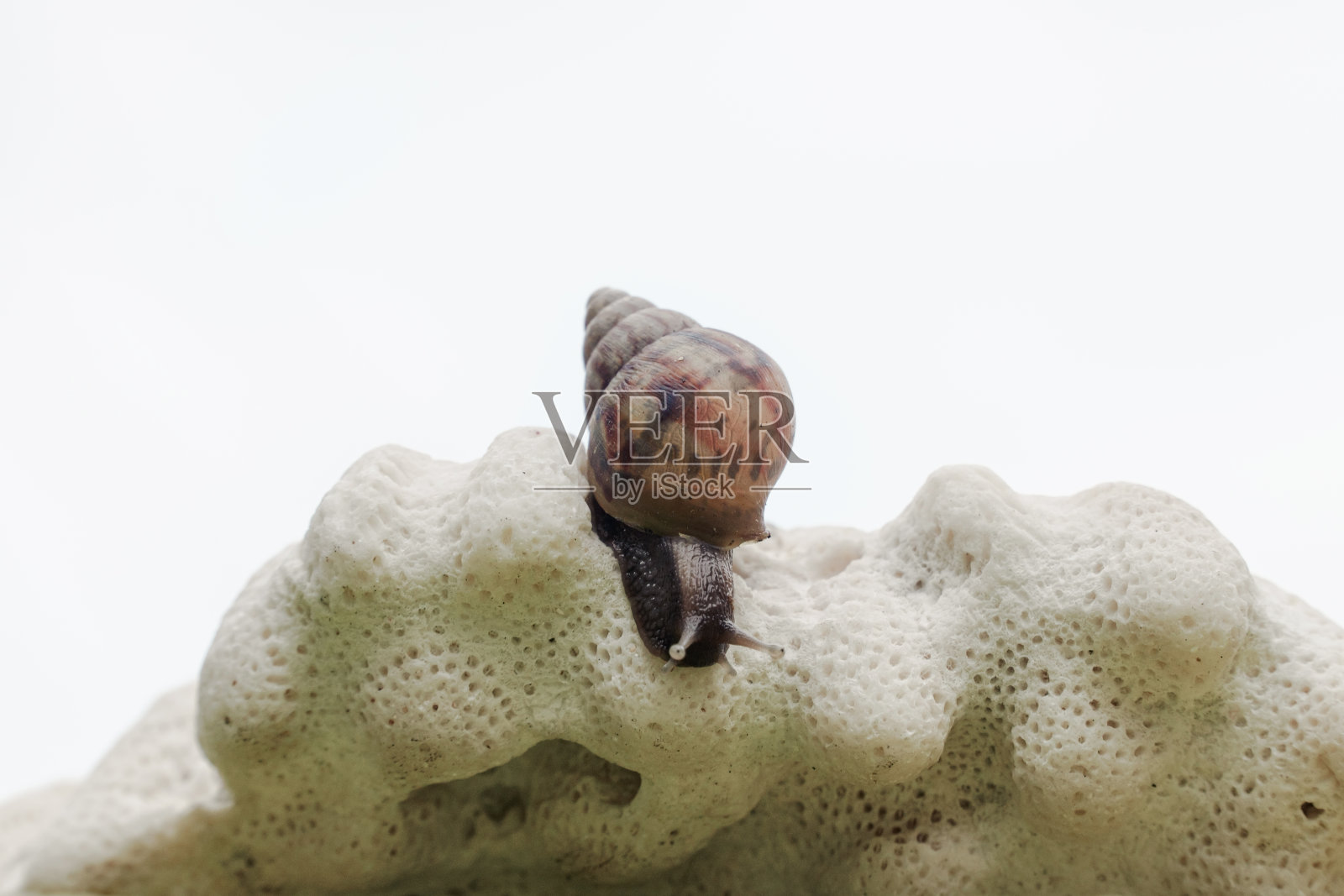 珊瑚礁上的蜗牛照片摄影图片