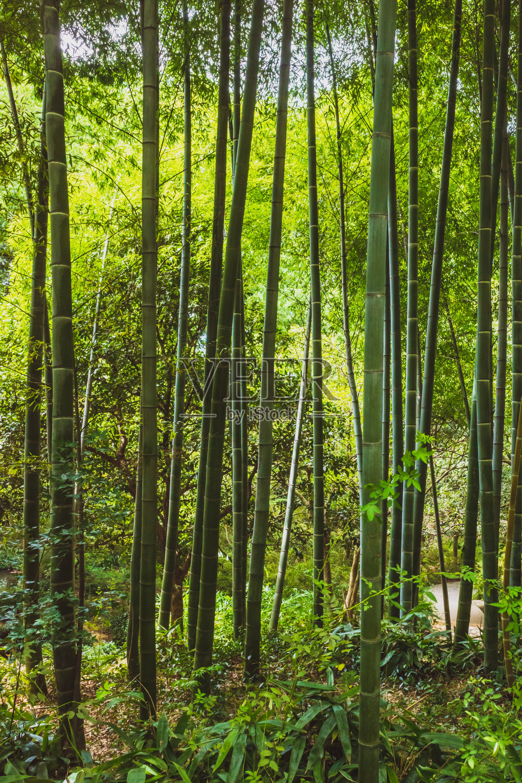 中国江苏苏州虎丘的竹林照片摄影图片