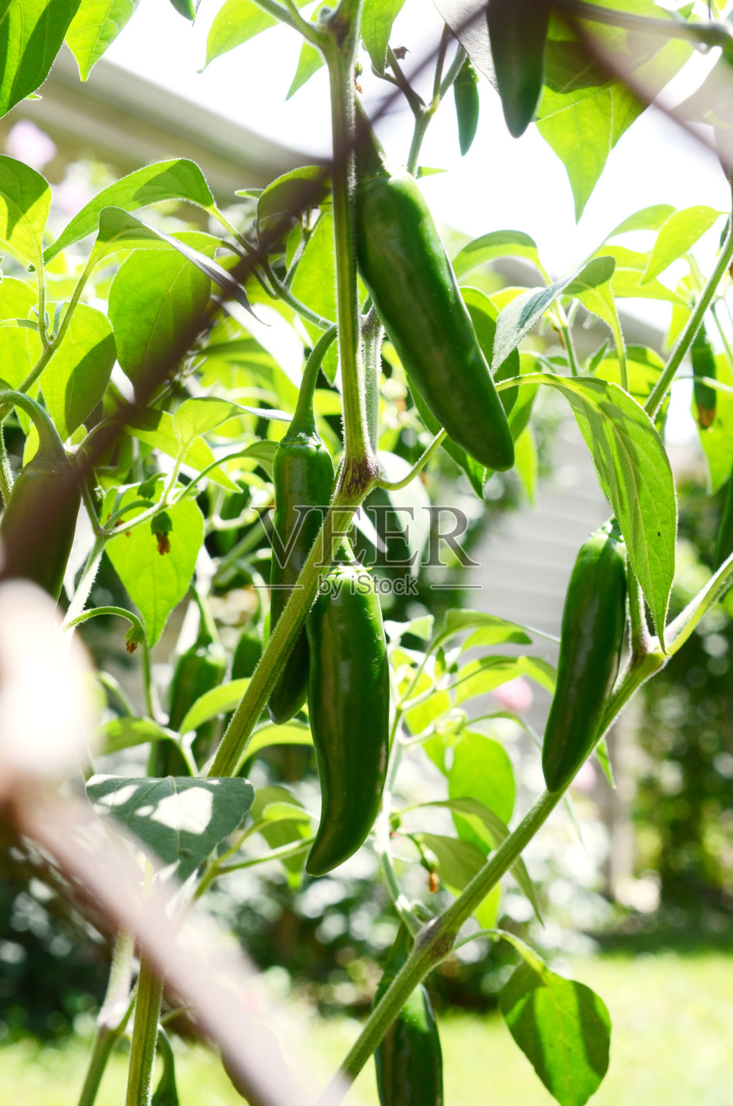 在花园里种植墨西哥辣椒照片摄影图片