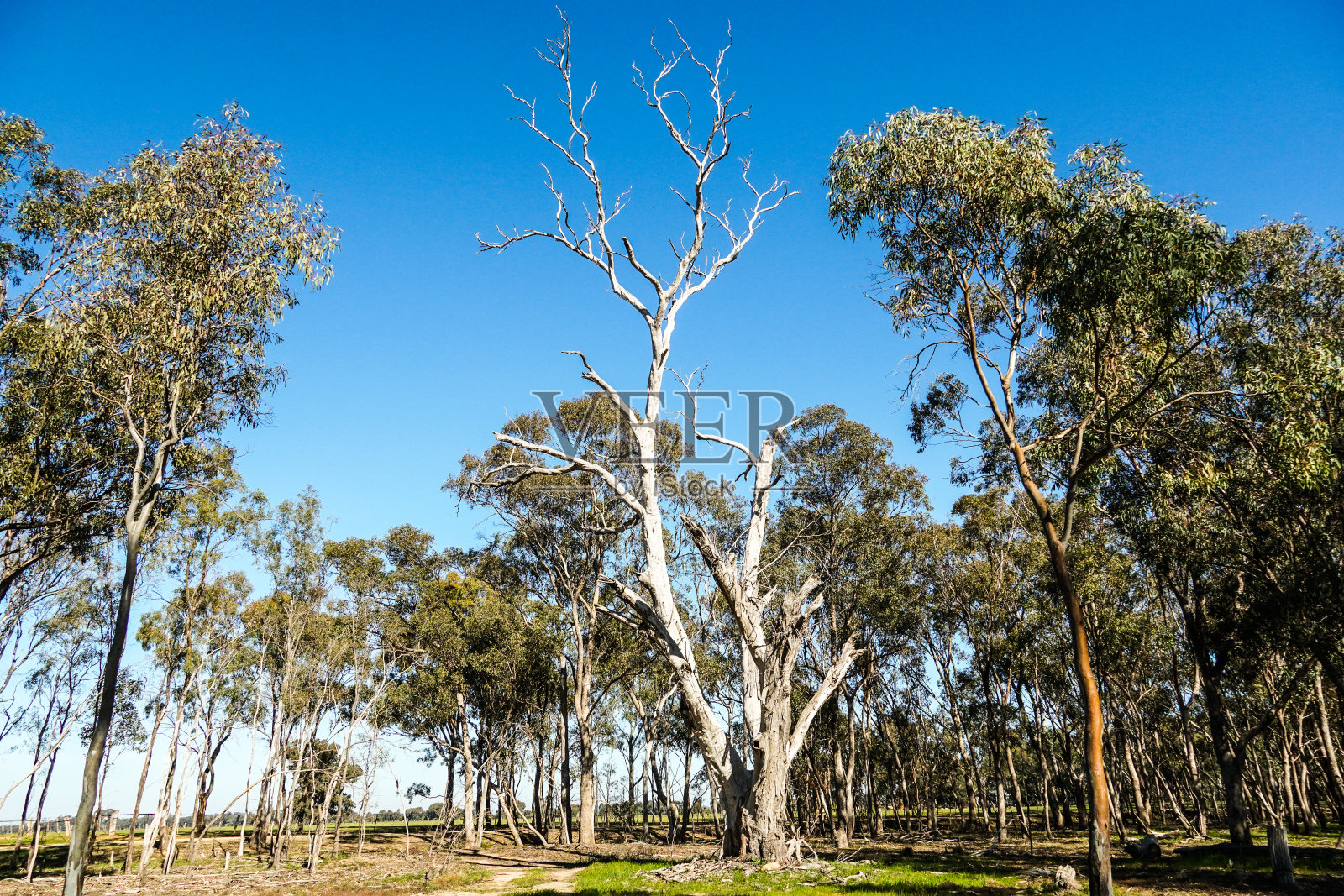 下莫伊拉，维多利亚，澳大利亚照片摄影图片
