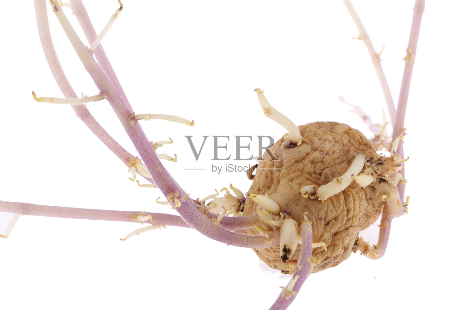 白色背景下发芽的粉色土豆照片摄影图片