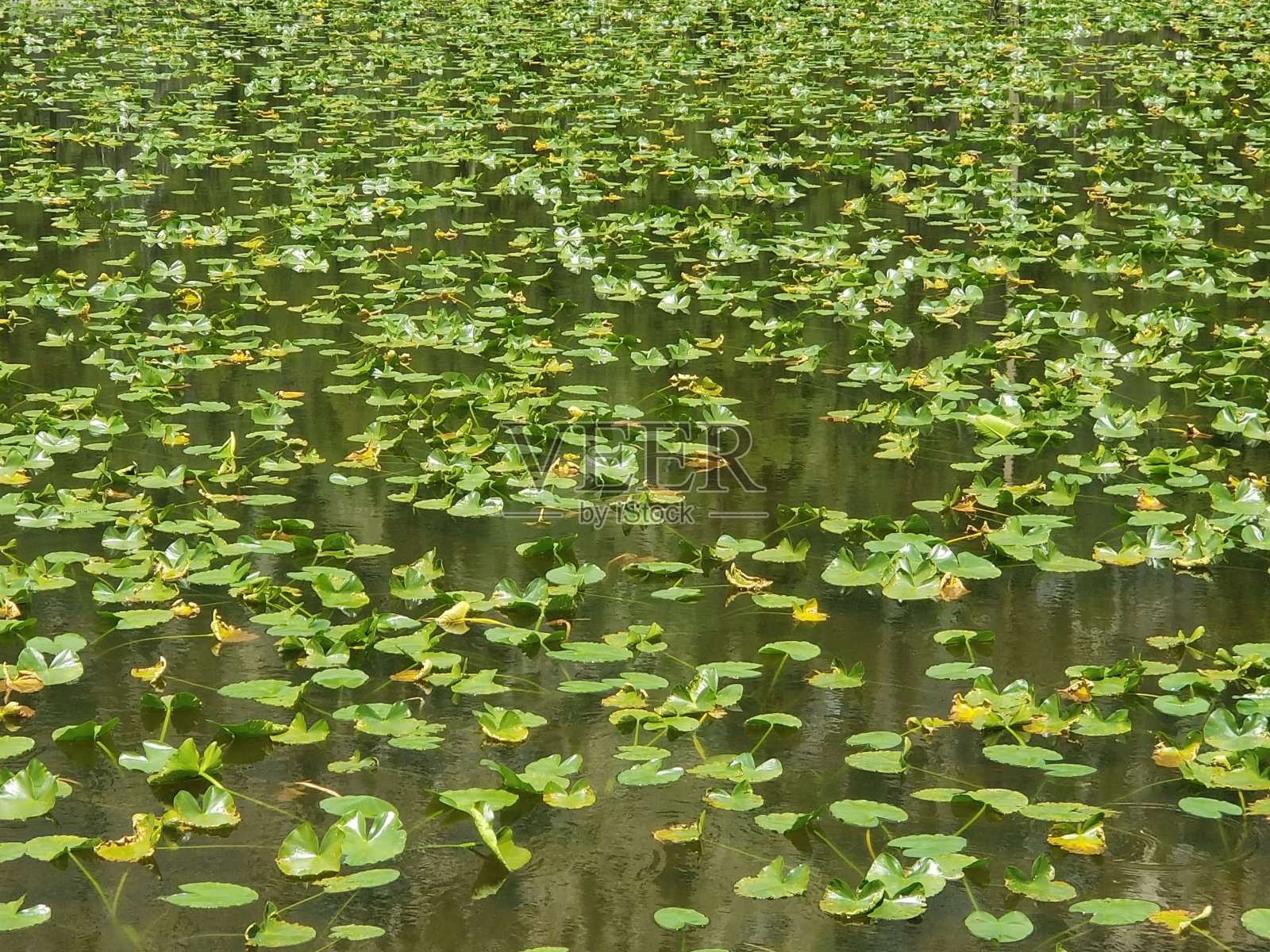 睡莲在一个清澈的山池塘里照片摄影图片