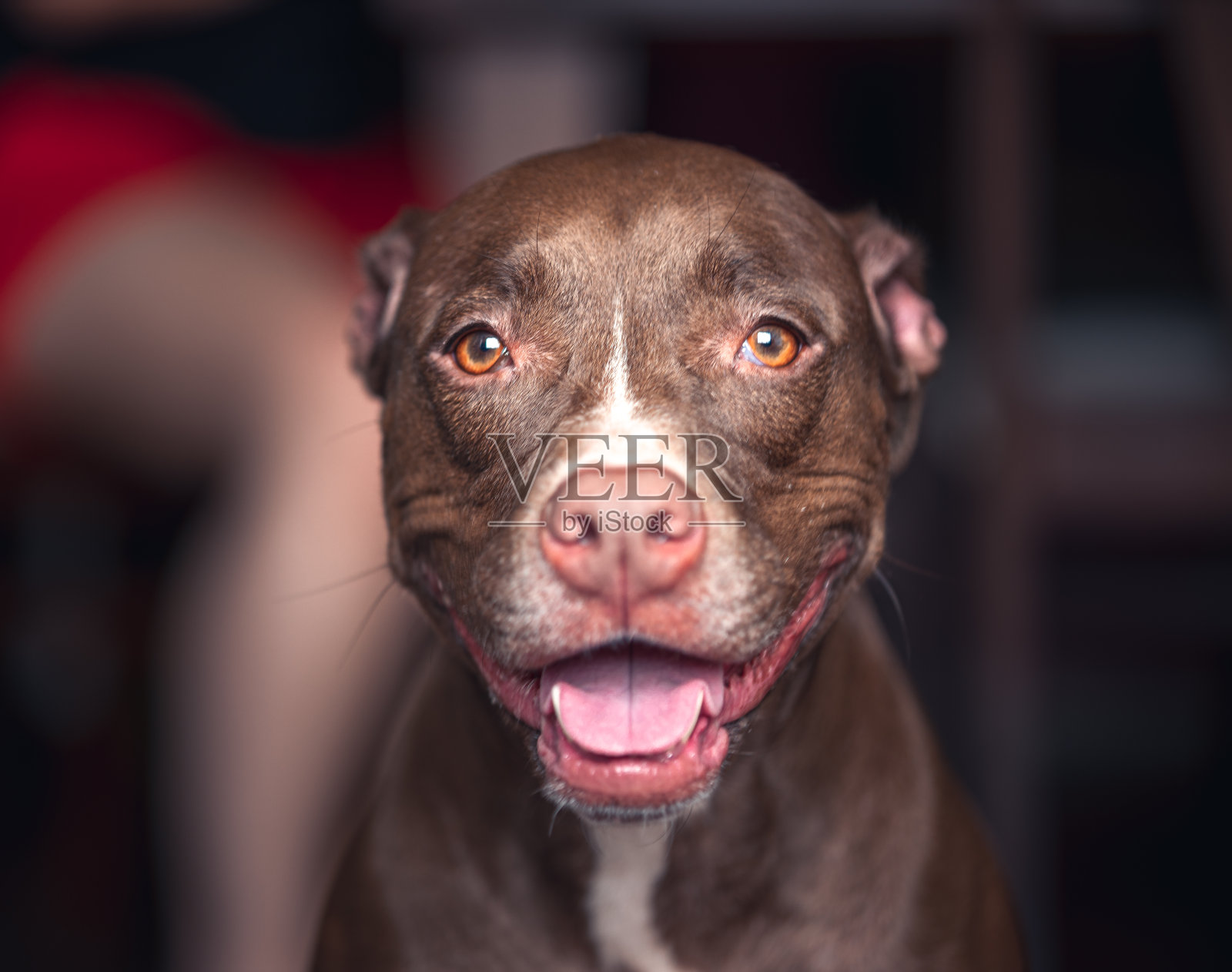 狗肖像与模糊的背景照片摄影图片