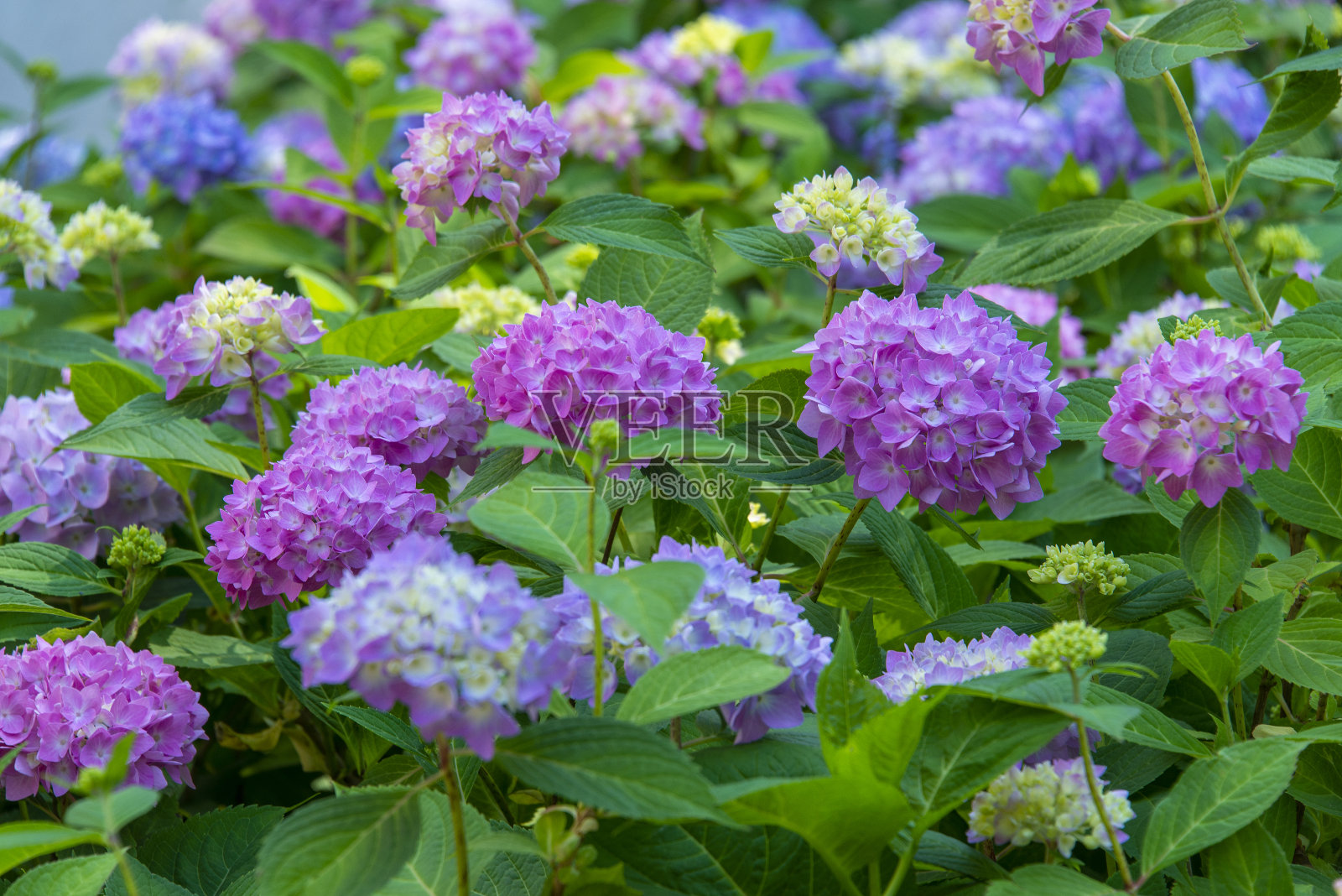 绣球花照片摄影图片