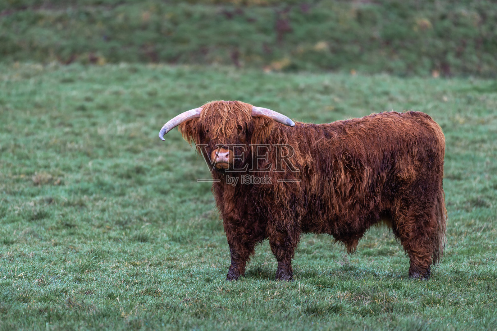 这是在一个寒冷的冬天的早晨，一只深棕色的苏格兰高地奶牛看着摄像机的侧视图照片摄影图片