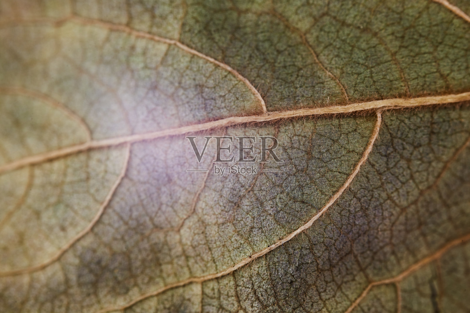 秋叶极端特写，质感照片摄影图片