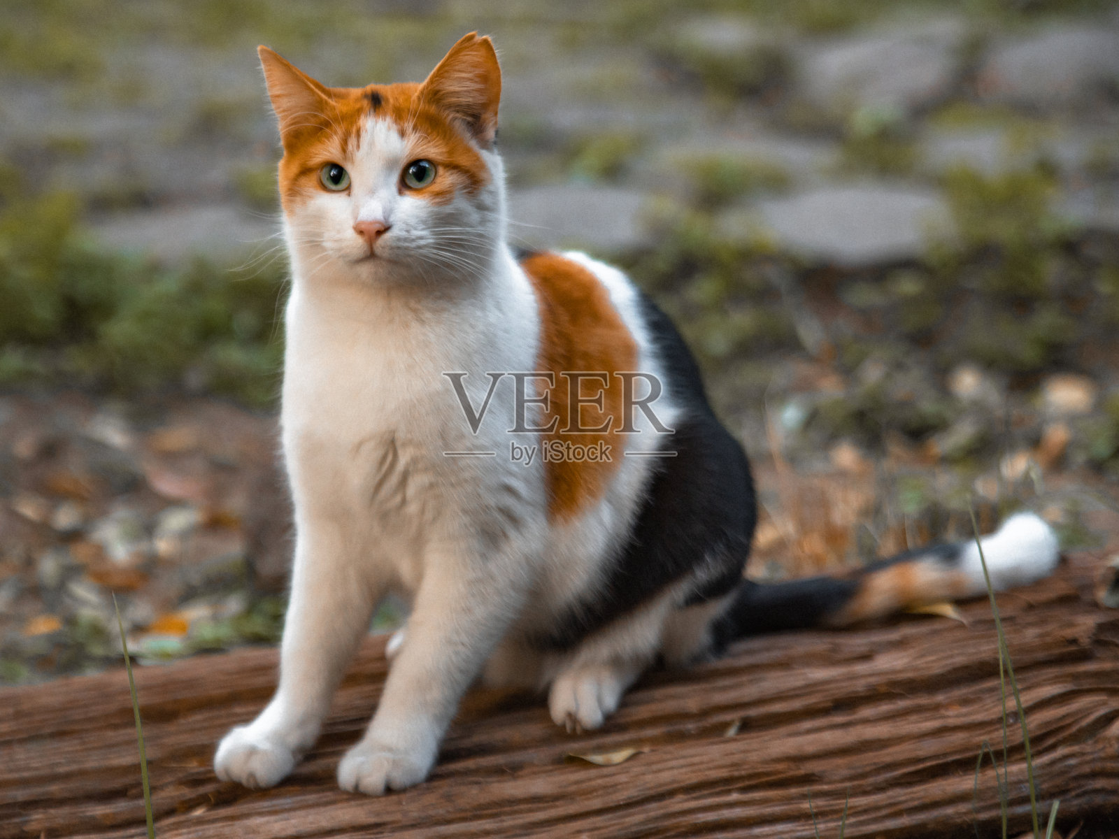 家猫照片摄影图片