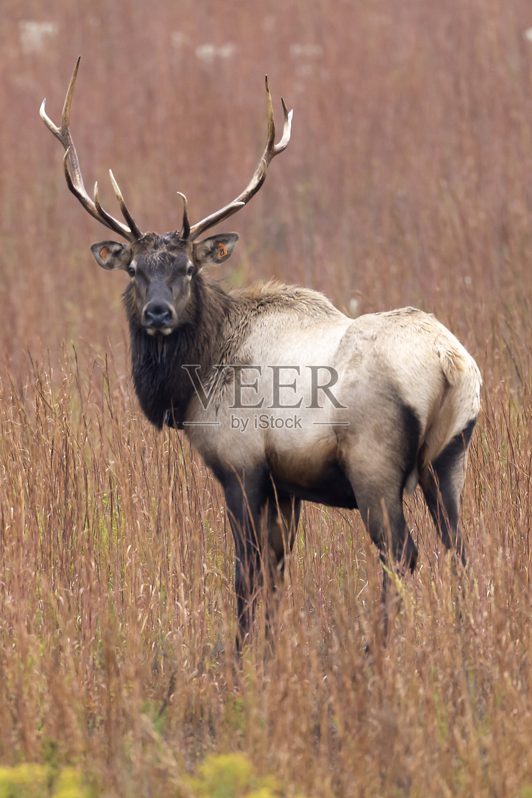 公牛每个照片摄影图片
