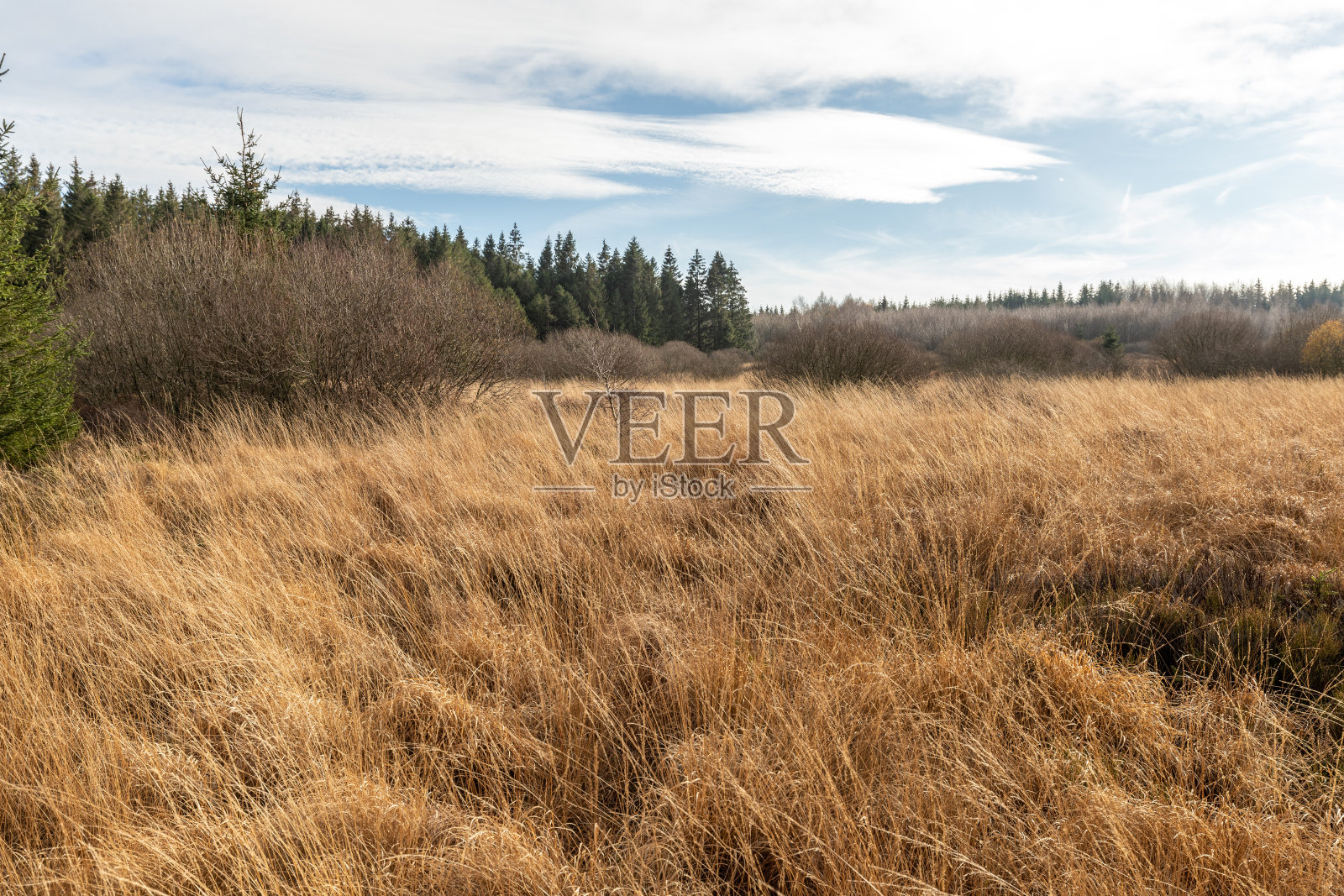 比利时高沼泽的景观照片摄影图片