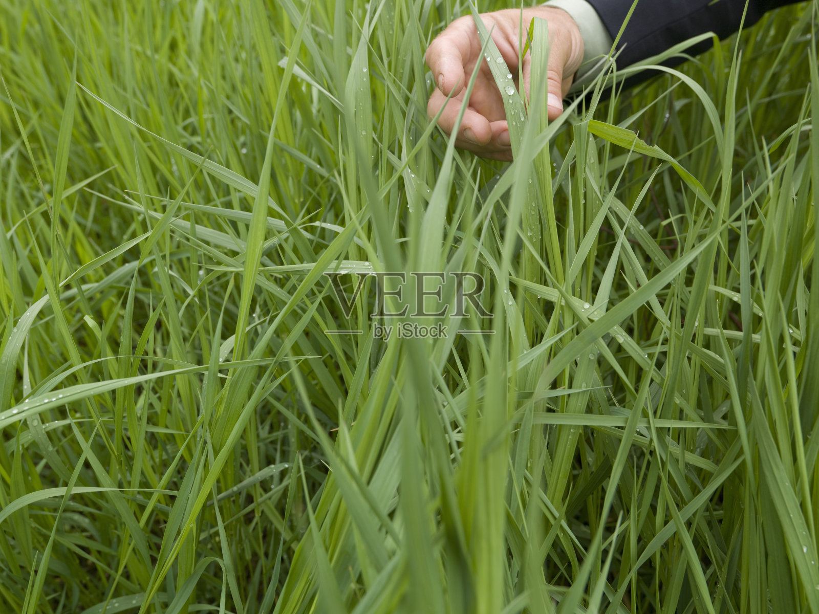 绿草如茵的商人之手照片摄影图片