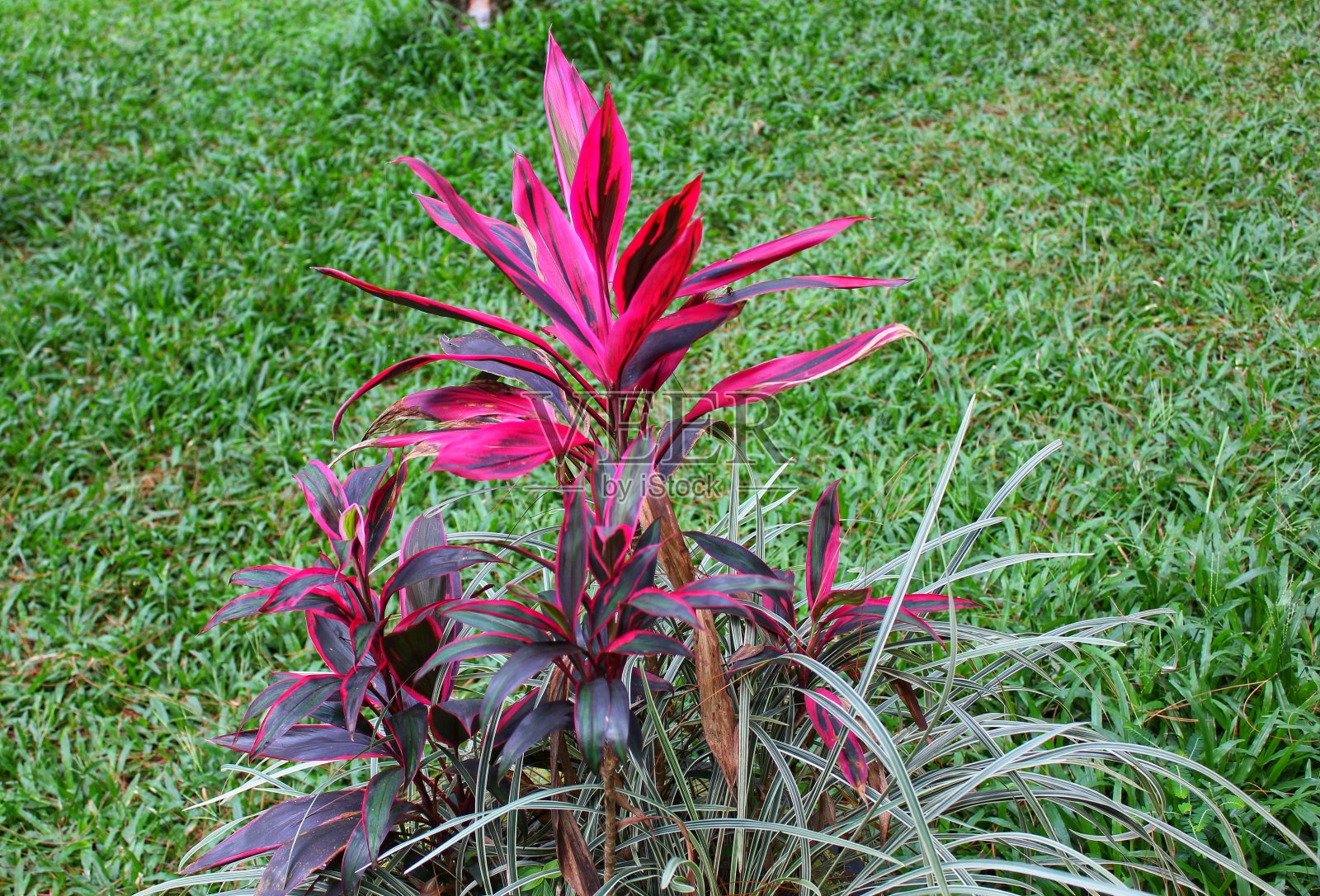 花照片摄影图片