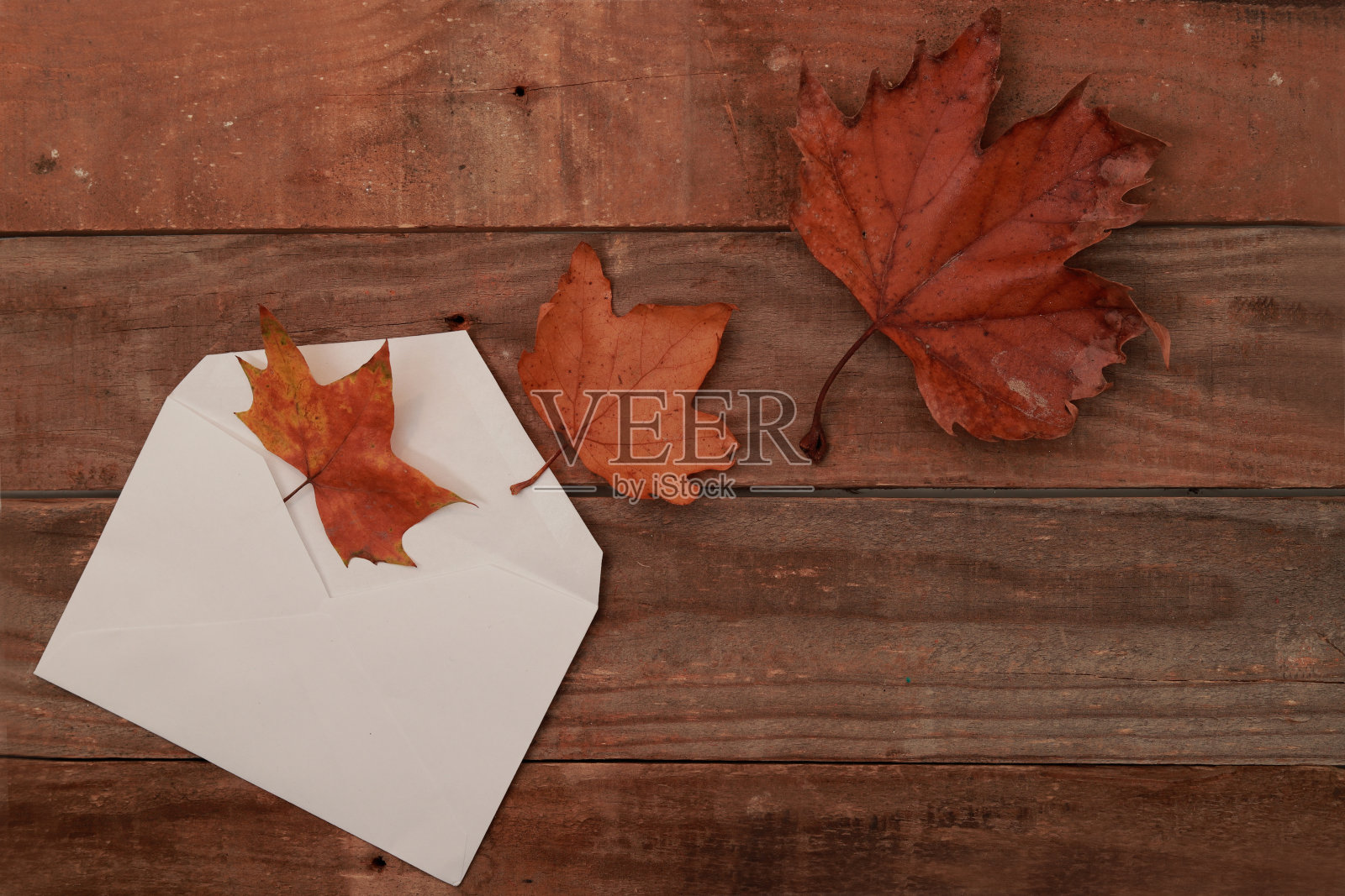 秋叶从木头上的白色信封里出来照片摄影图片