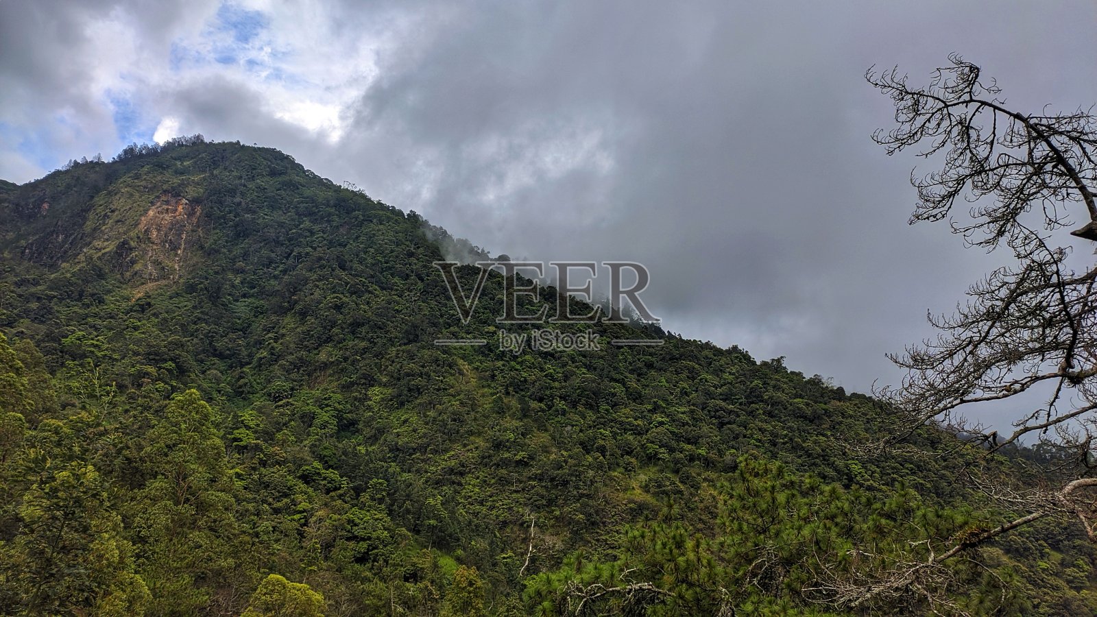 热带雨林照片摄影图片