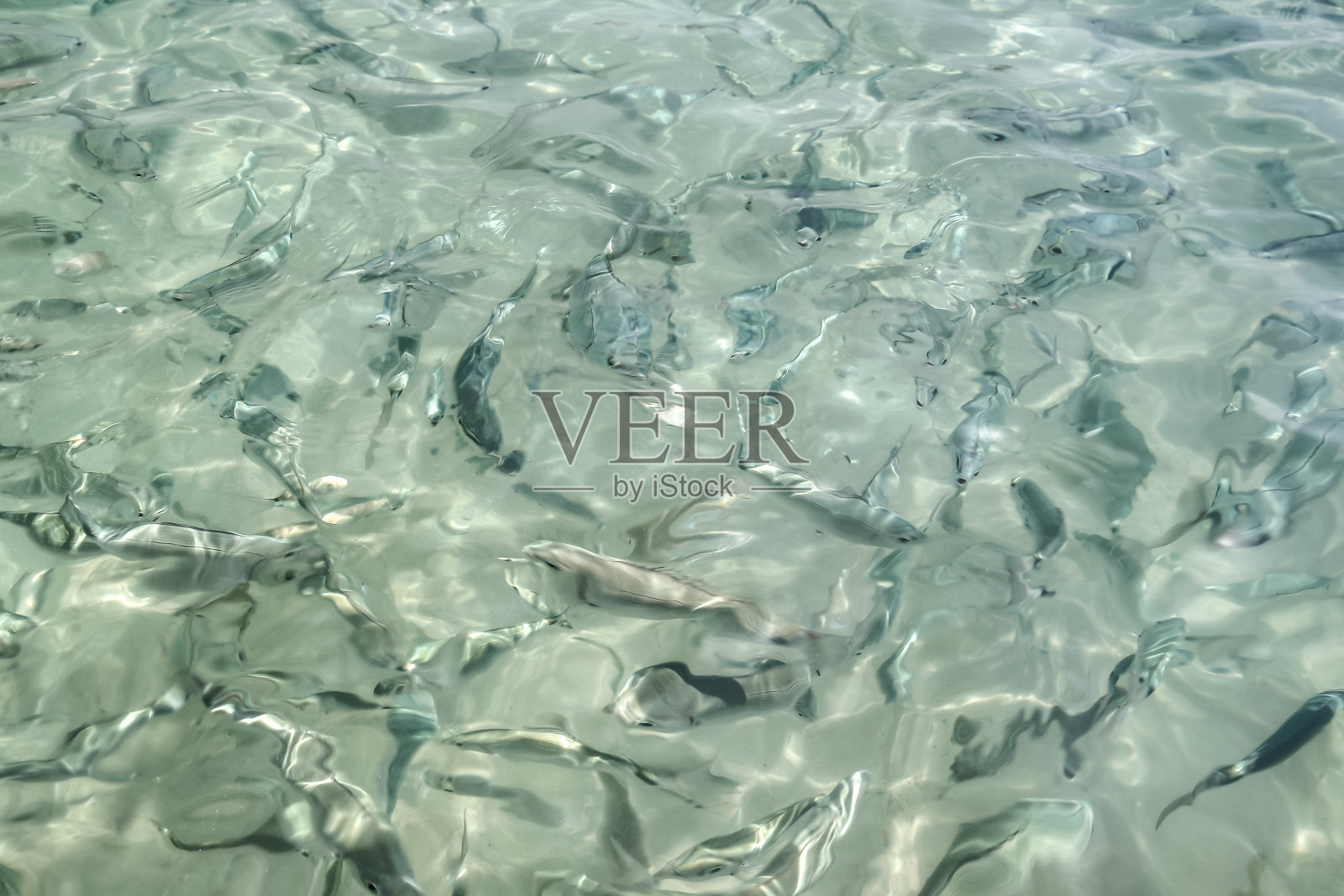 伊比沙岛靠近海岸的鱼群照片摄影图片