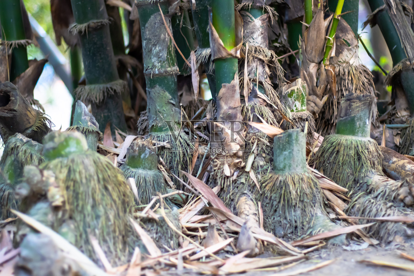 根竹林，根竹林照片摄影图片