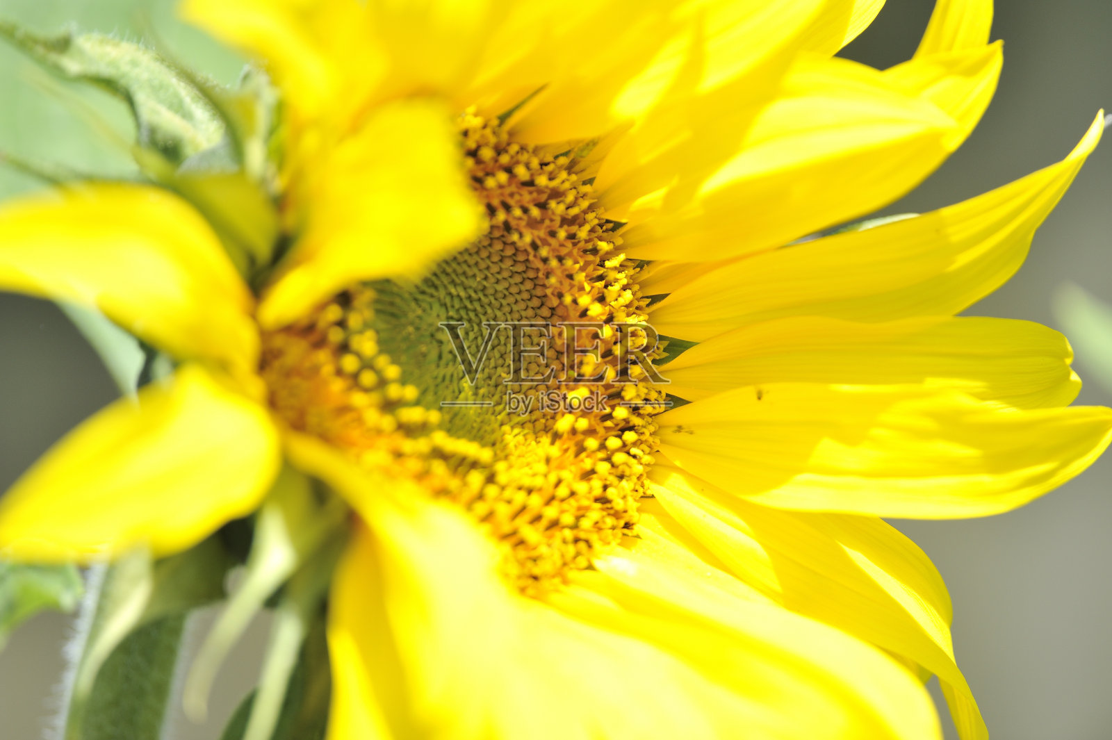 向日葵照片摄影图片