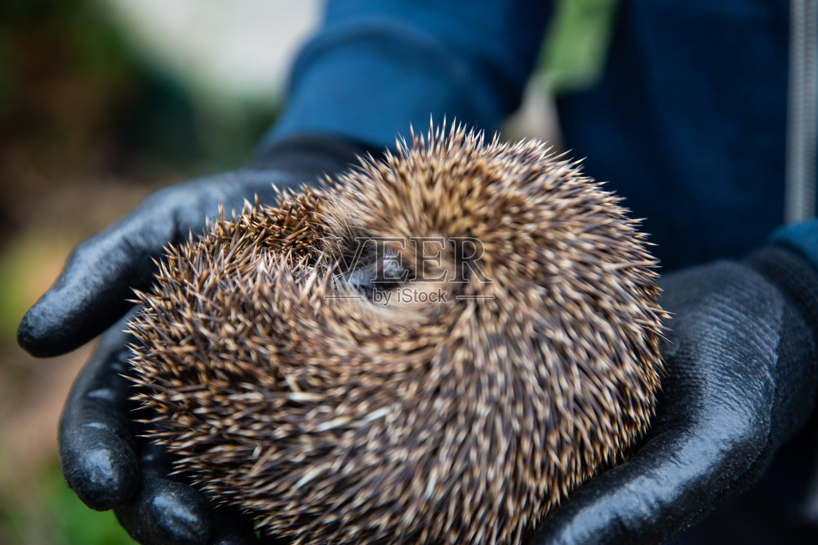 小心抱着刺猬照片摄影图片