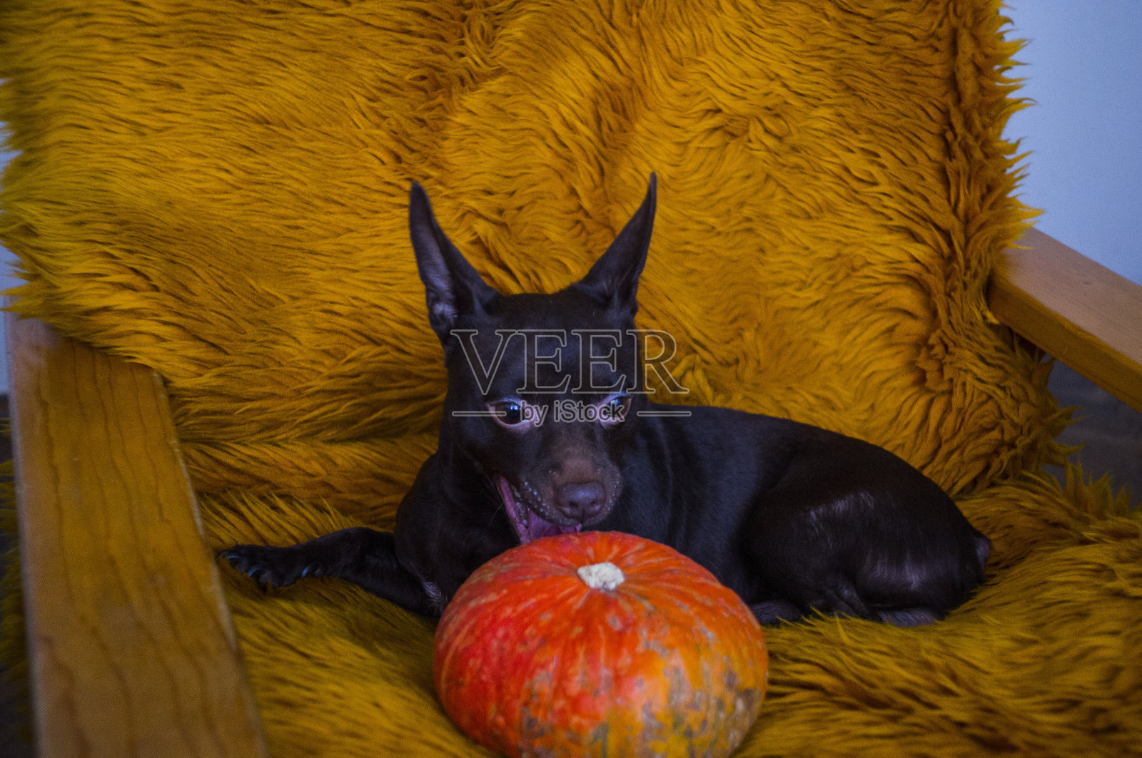 一只很棒的宠物，给我们能量，用一种神奇的方式娱乐我们照片摄影图片