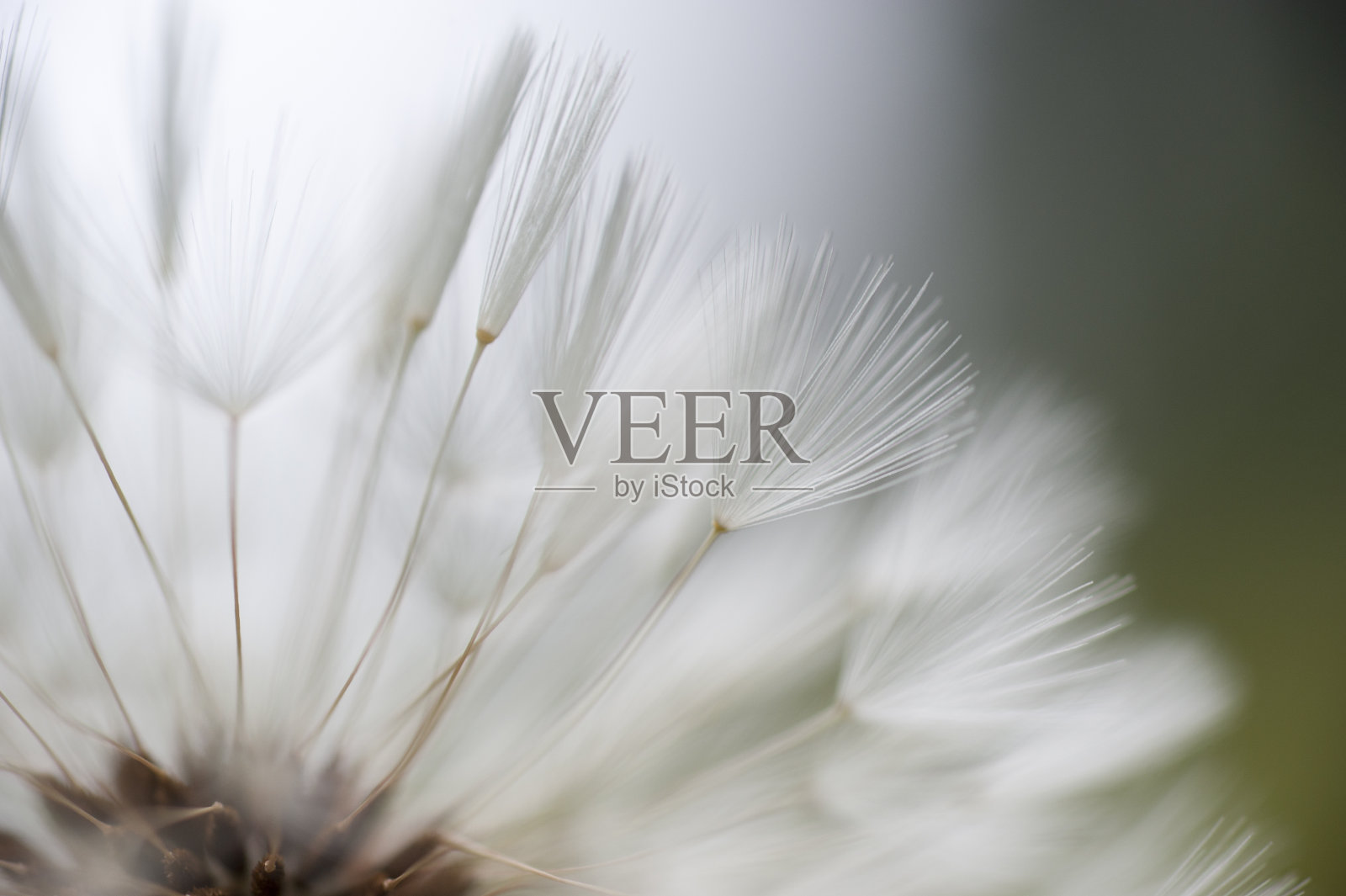 生命之轻照片摄影图片