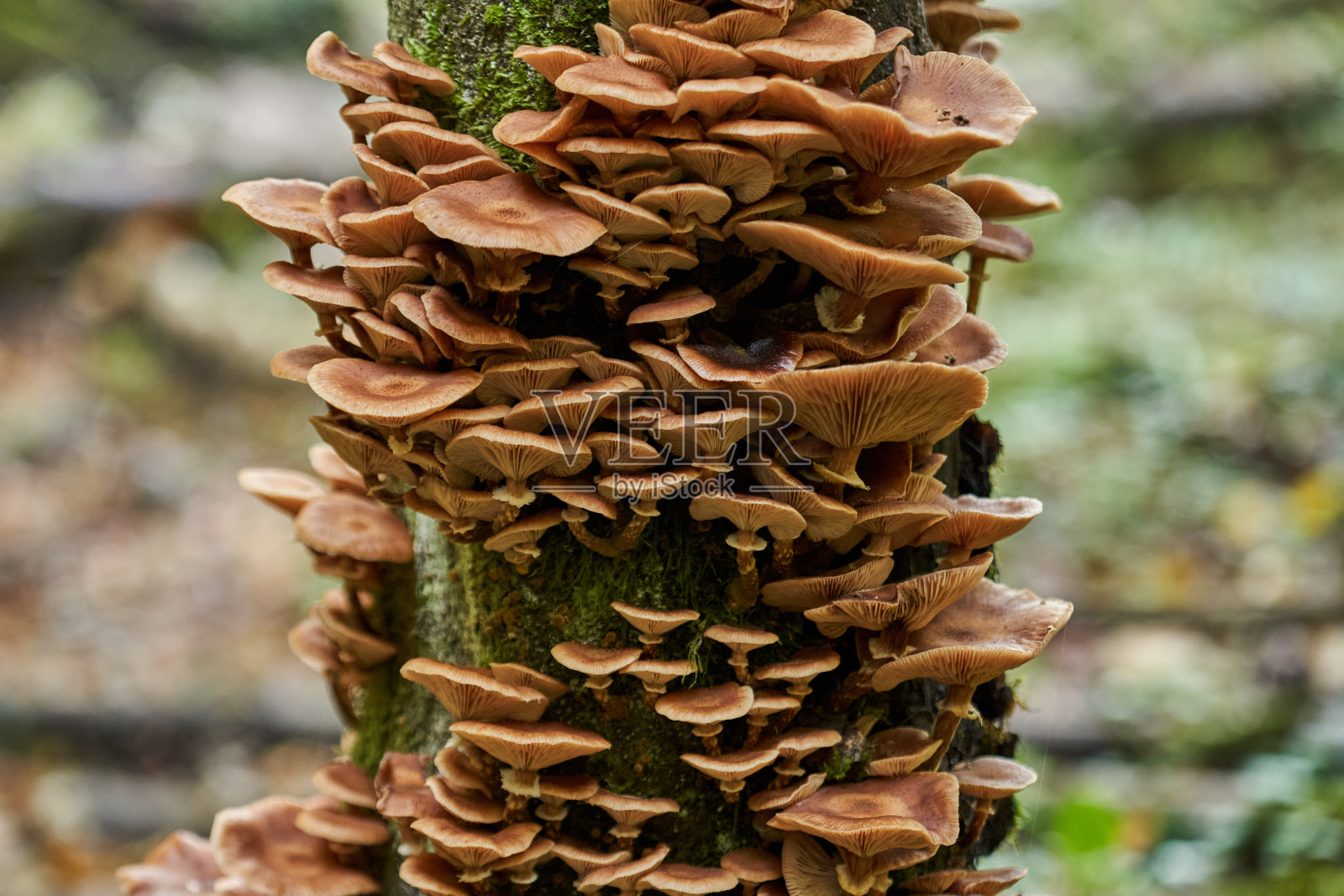 木耳蘑菇蜂蜜照片摄影图片