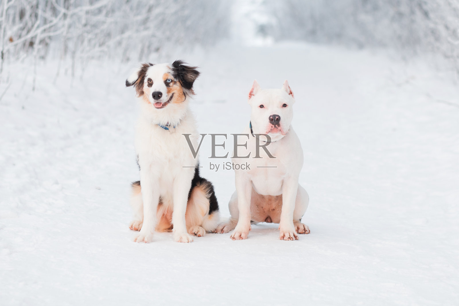 冬季森林中的澳大利亚牧羊犬和美国斗牛犬。照片摄影图片