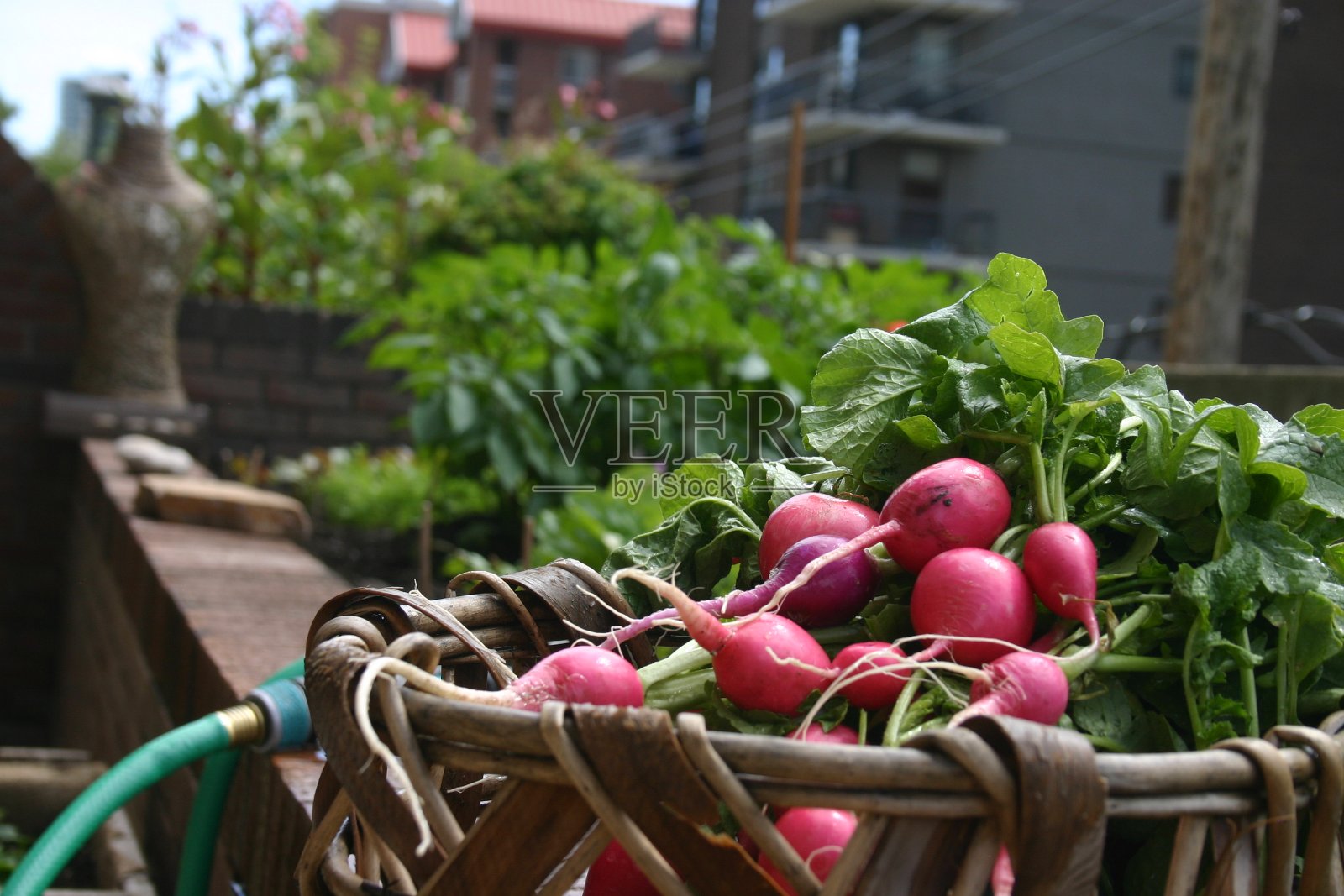 RADISHES-Urban花园的蔬菜照片摄影图片