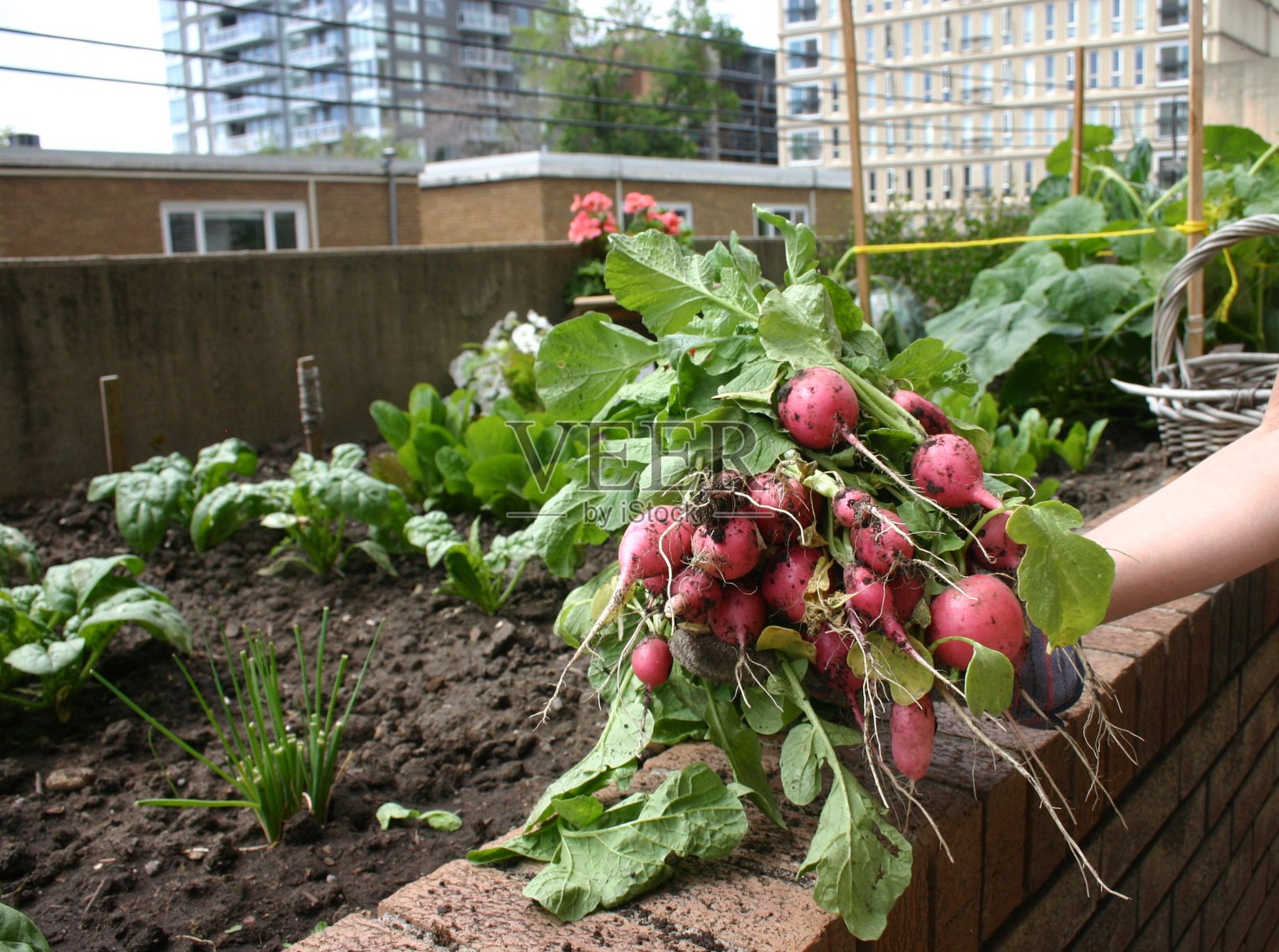 RADISHES-Urban花园的蔬菜照片摄影图片