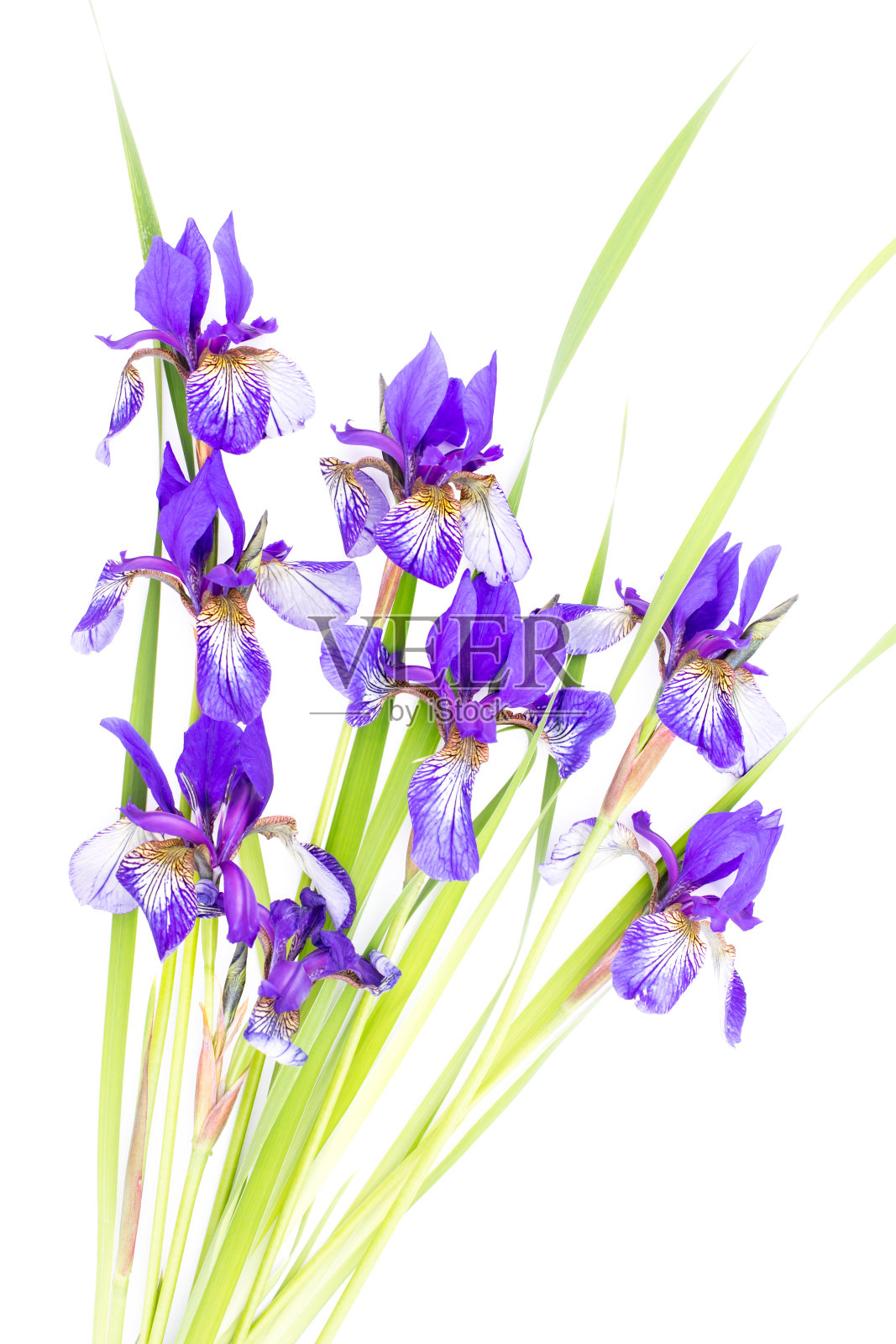 白色背景上的紫色虹膜。照片摄影图片