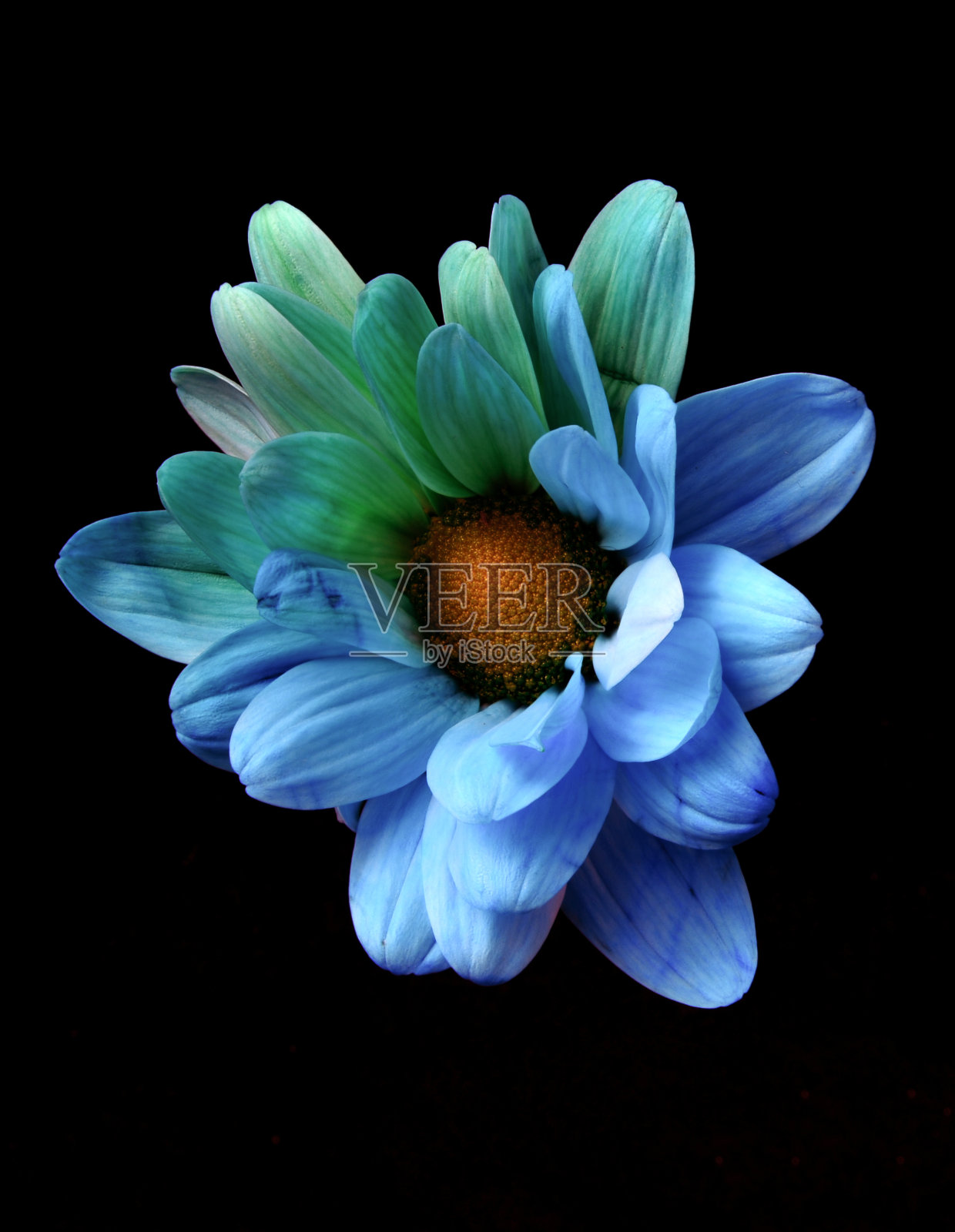 五颜六色的花头被染成花束市场和礼品店的颜色，呈现出五颜六色的图案、形状和色调照片摄影图片