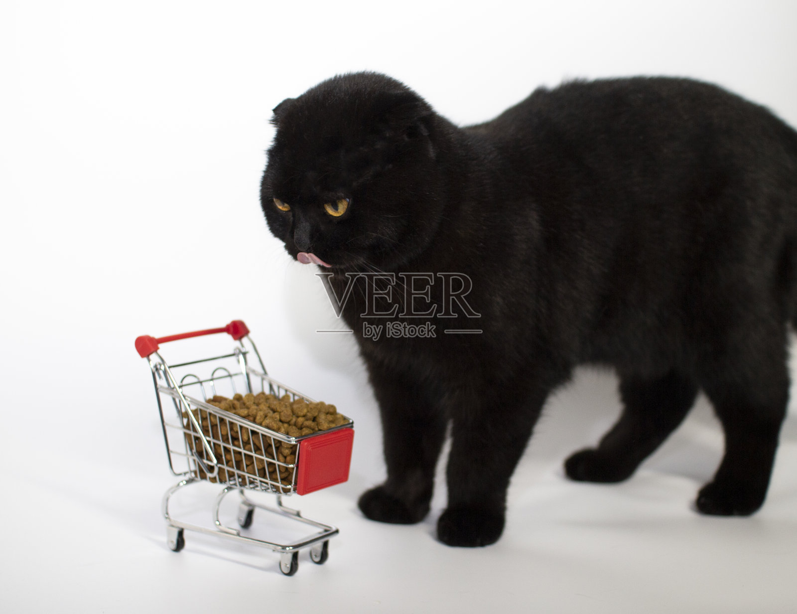 一只黄眼睛的黑猫坐在一个装满猫粮的购物篮旁。照片摄影图片