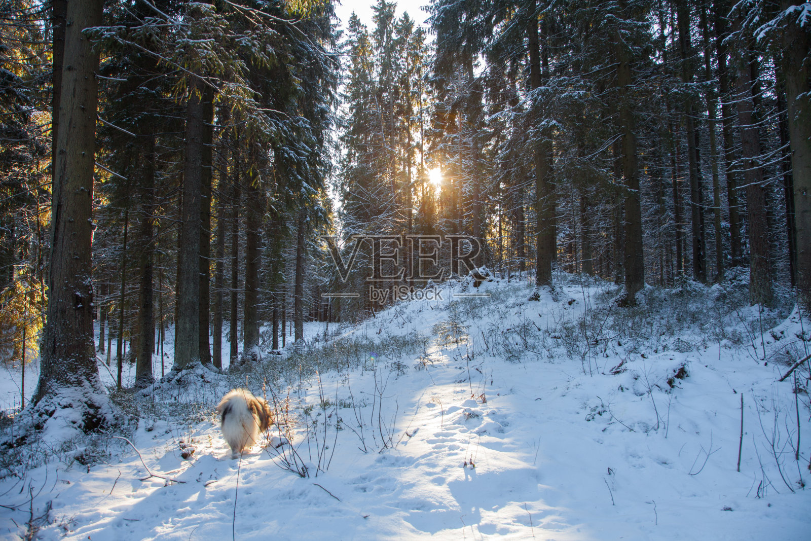狗走过积雪的冬天茂密的森林照片摄影图片