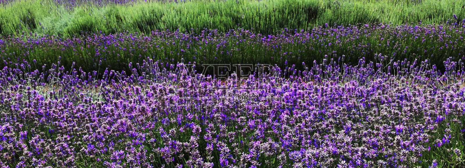 英格兰科茨沃尔德的薰衣草田照片摄影图片