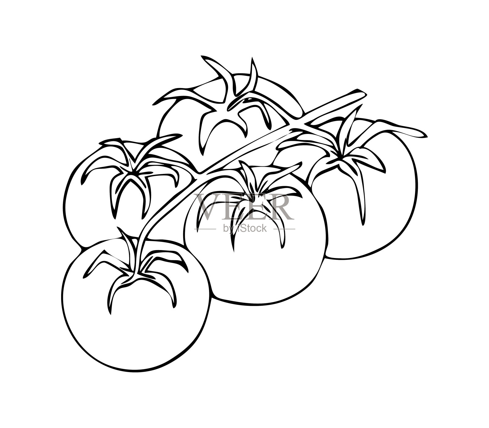 番茄。树枝上的圣女果。一些西红柿。插画图片素材